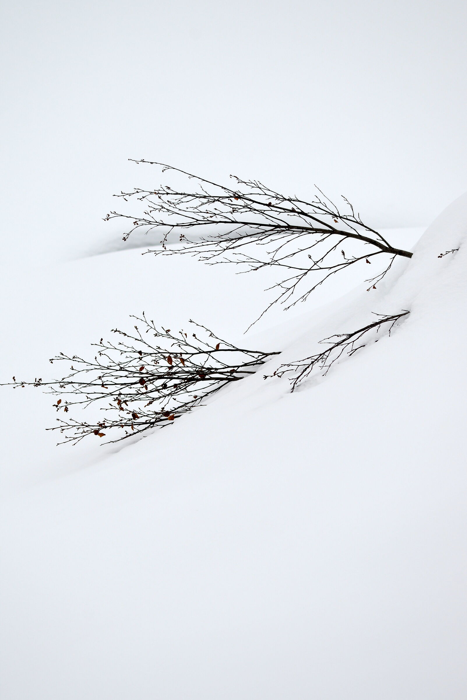camminando nella neve