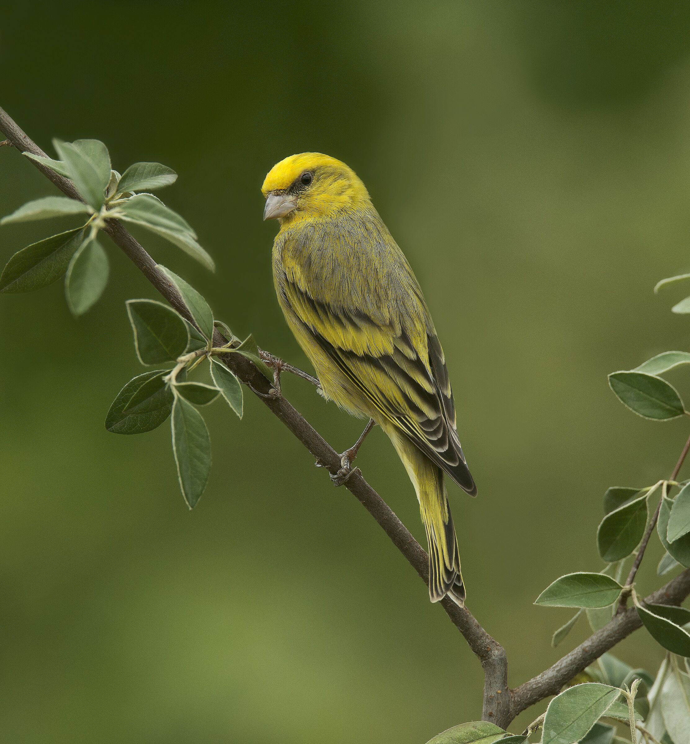 Canarino Frontegialla (Serinus flavivertex) male