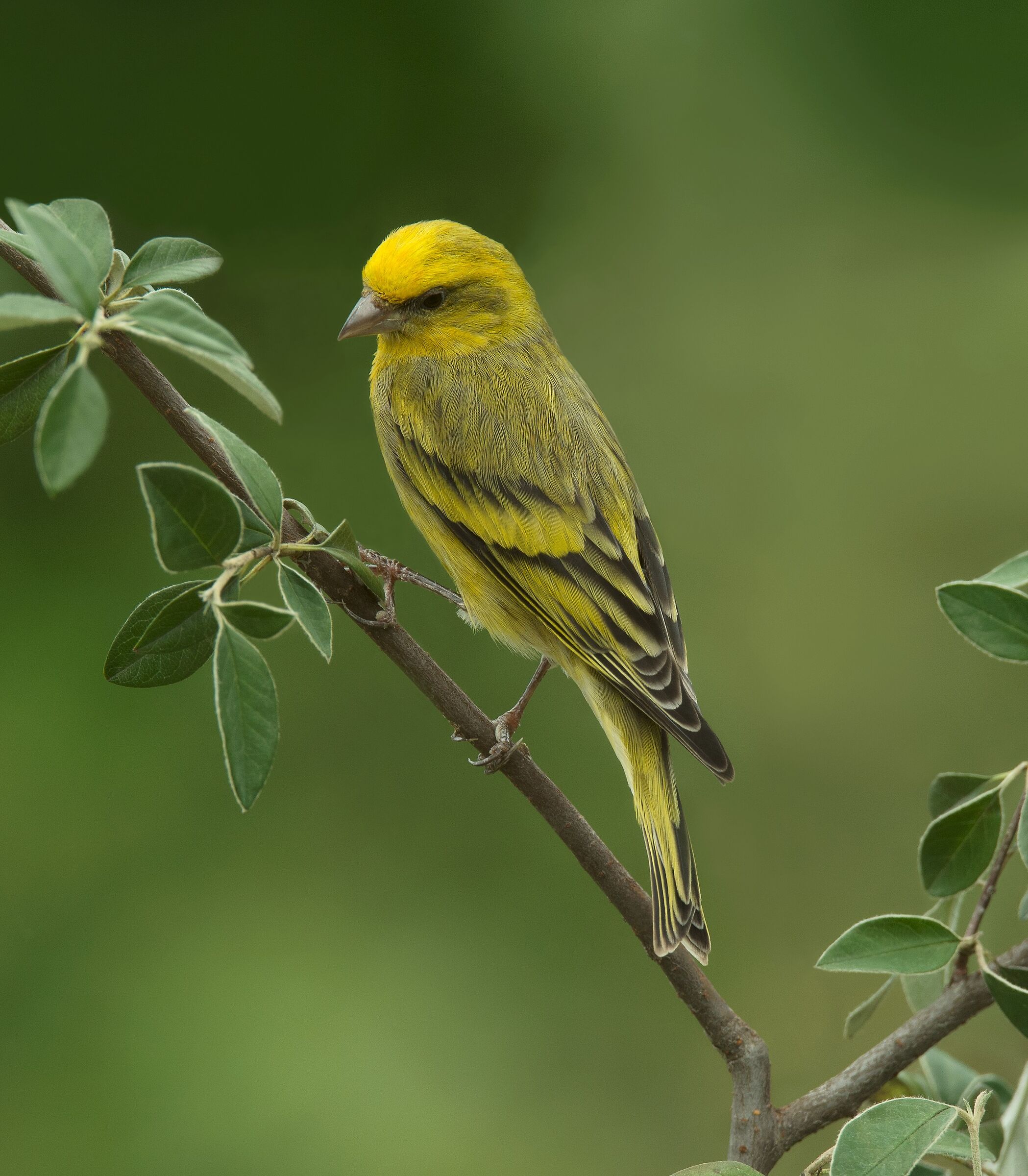 Canarino Frontegialla (Serinus flavivertex) male