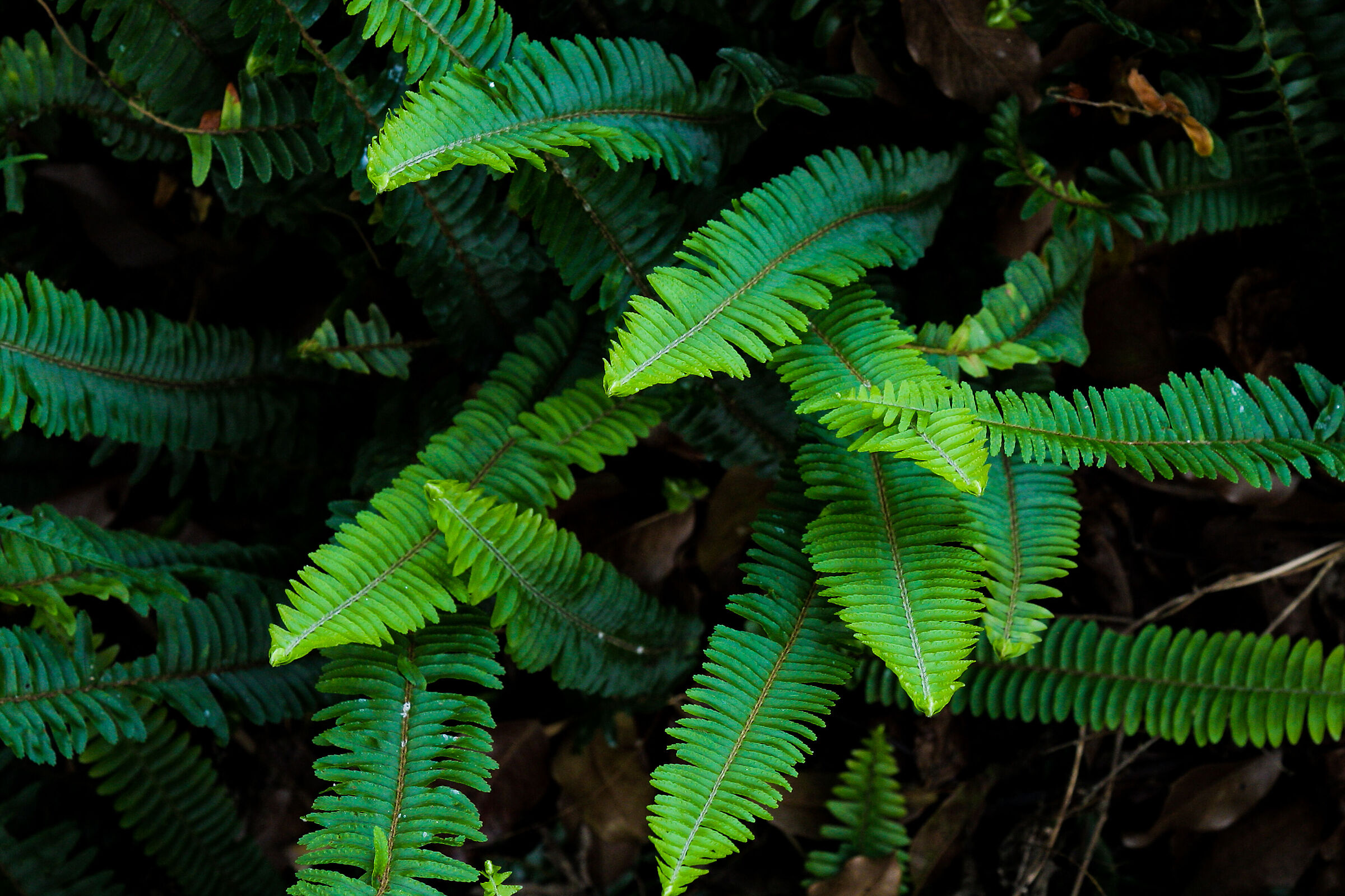 Ferns