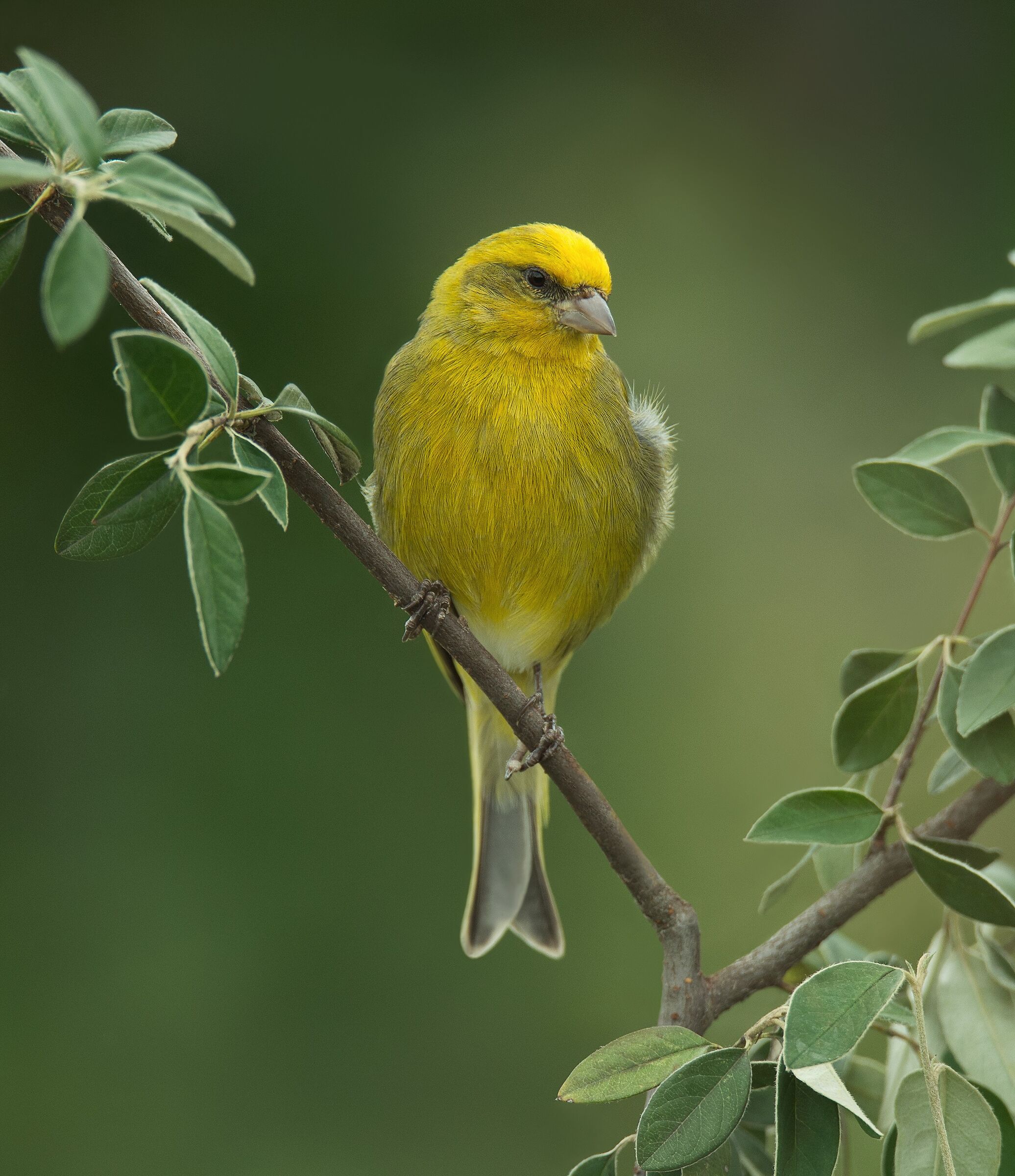 Canarino Frontegialla (Serinus flavivertex) male
