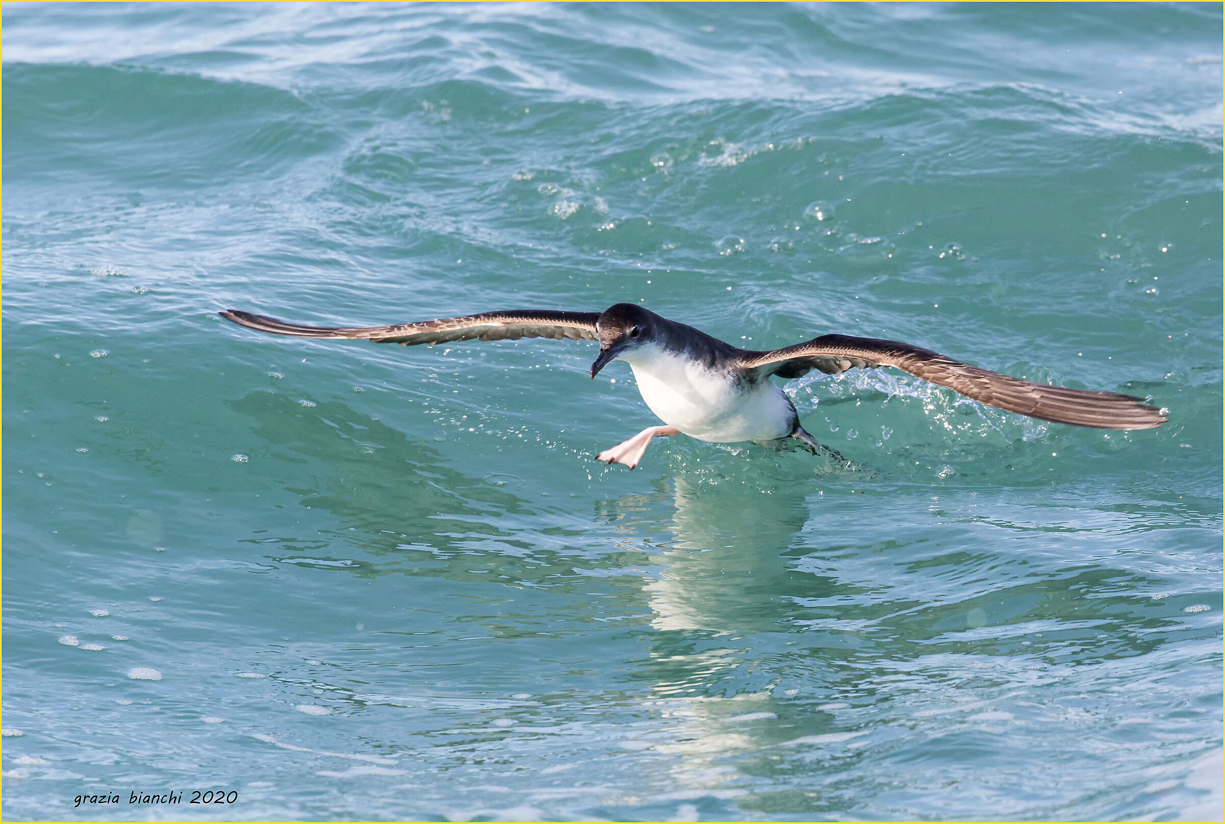 Berta minore (Puffinus yelkouan)
