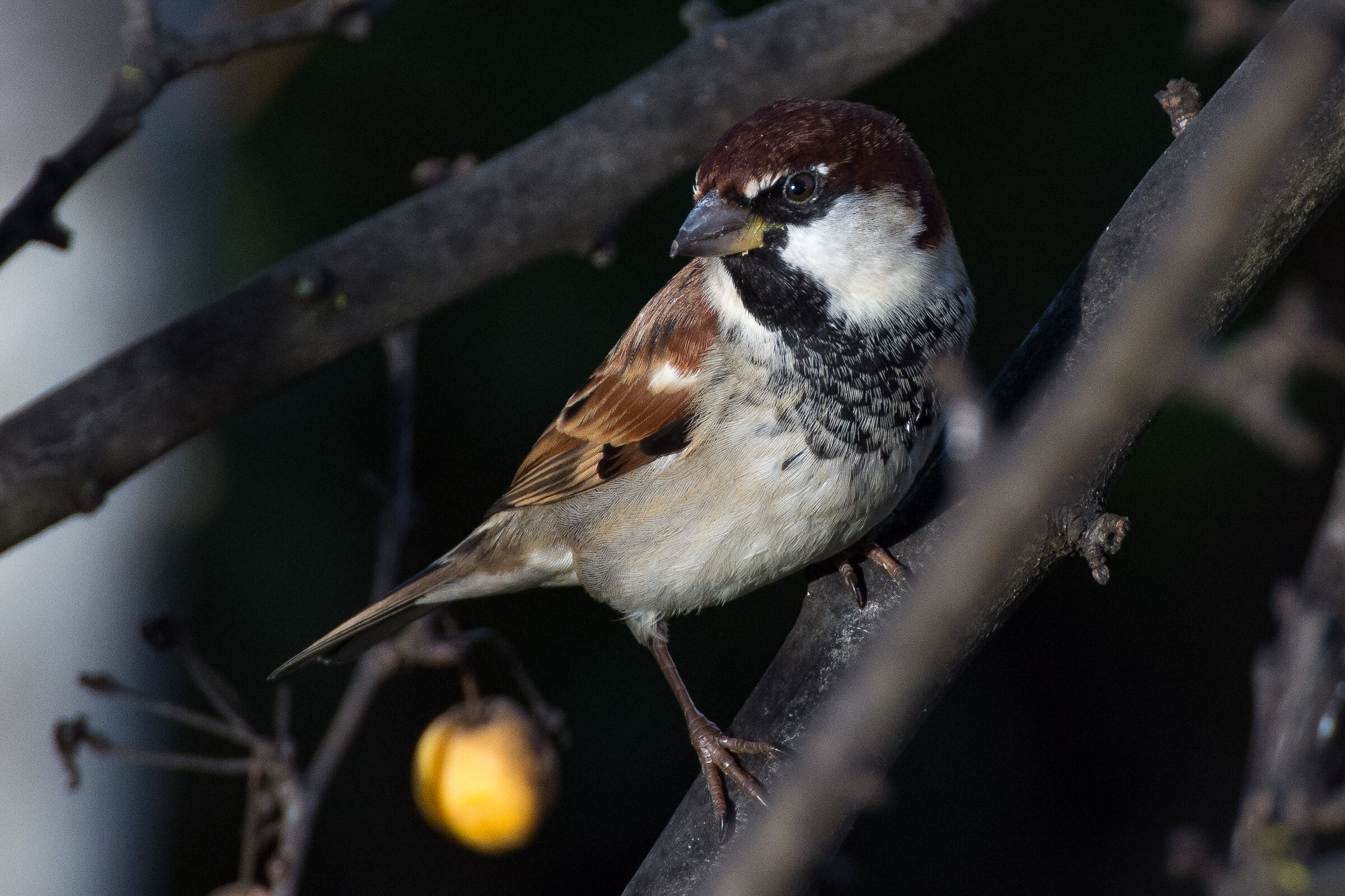 Sparrow