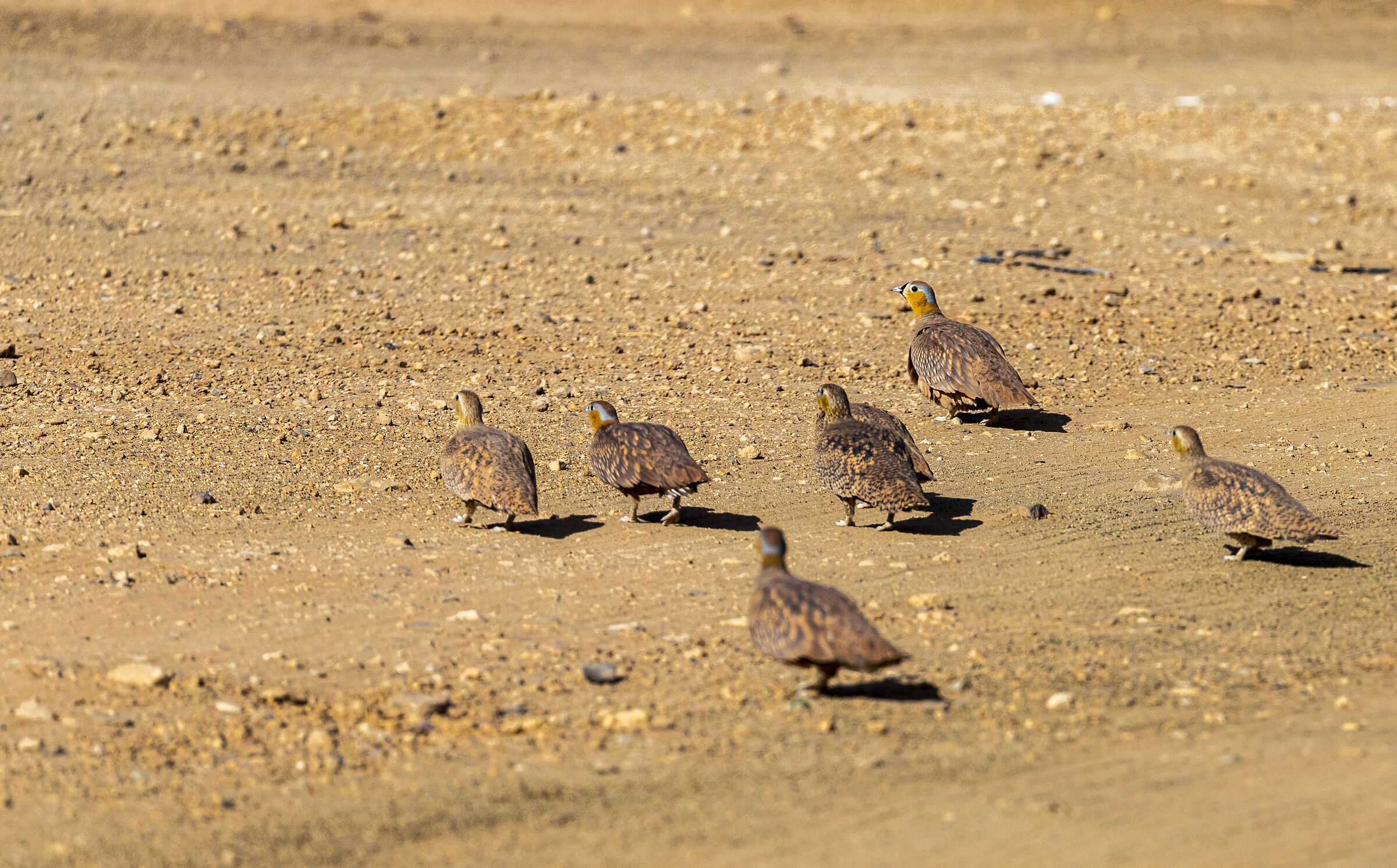 passeggiata in gruppo
