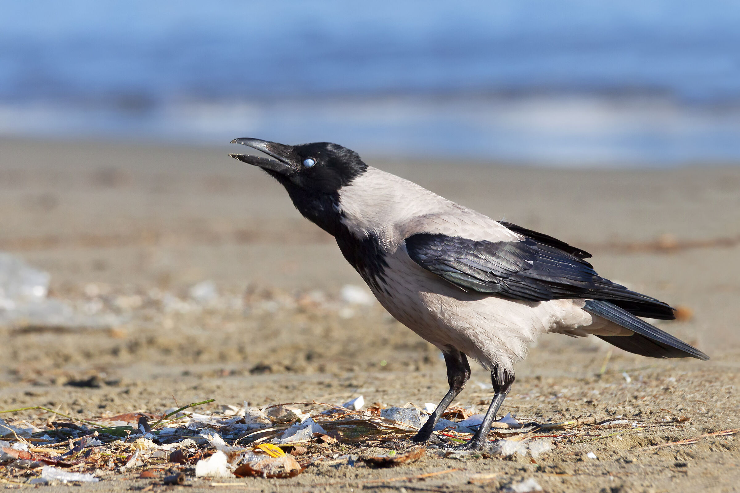 Il mio primo scatto naturalistico