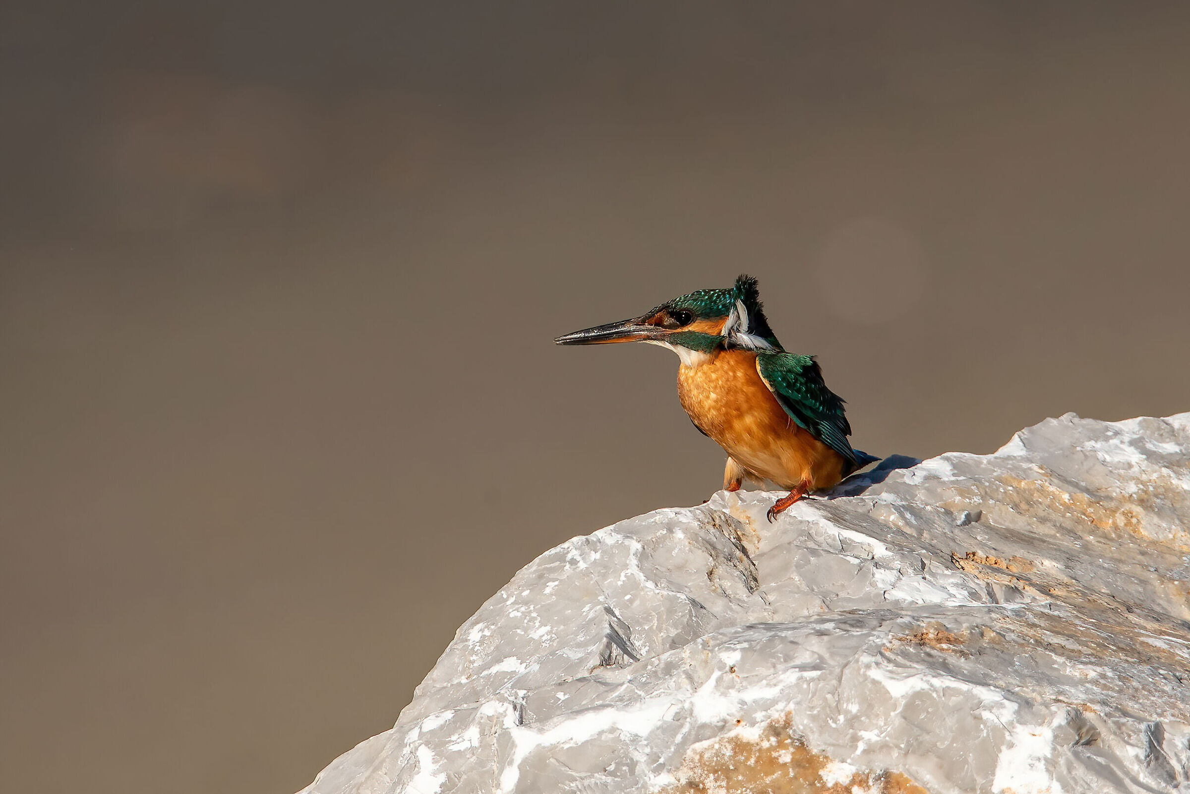 Martino in the wind..