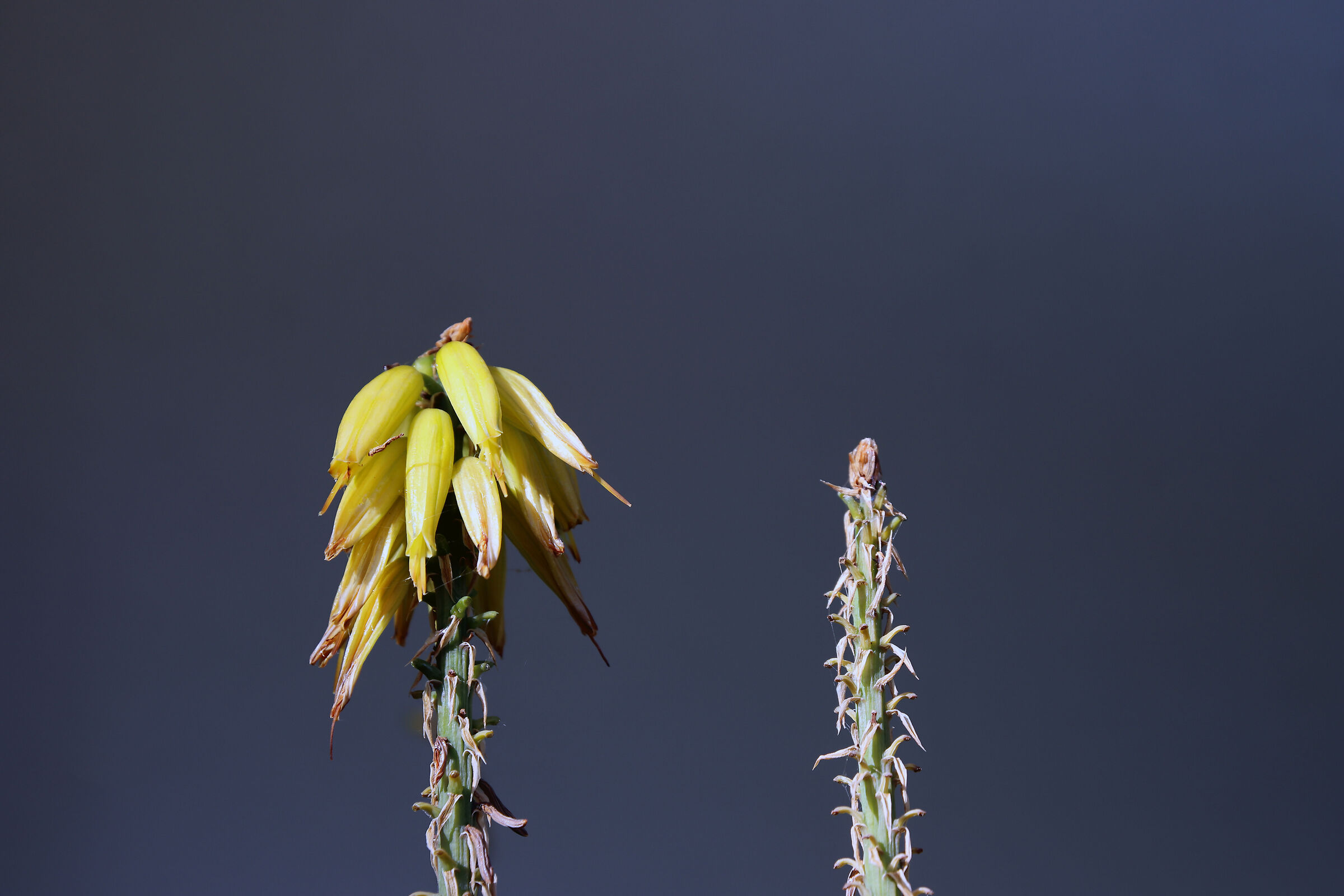 Aloe flowers