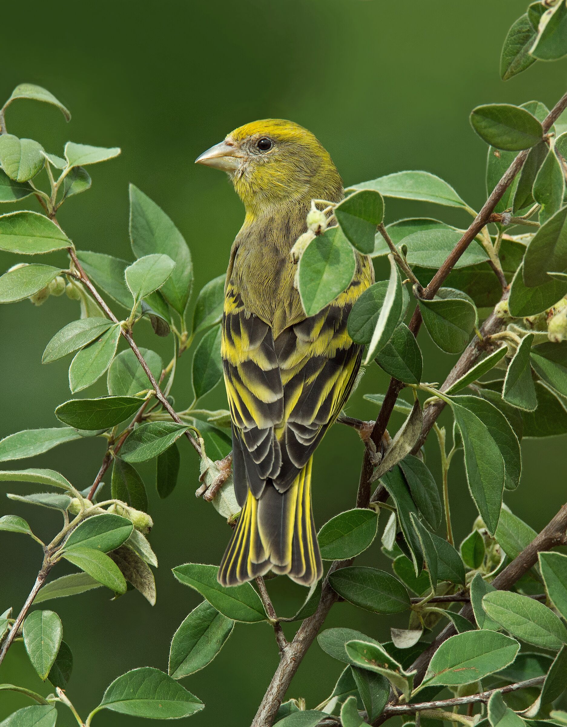 Yellowfront Canary (Serinus flavivertex)female
