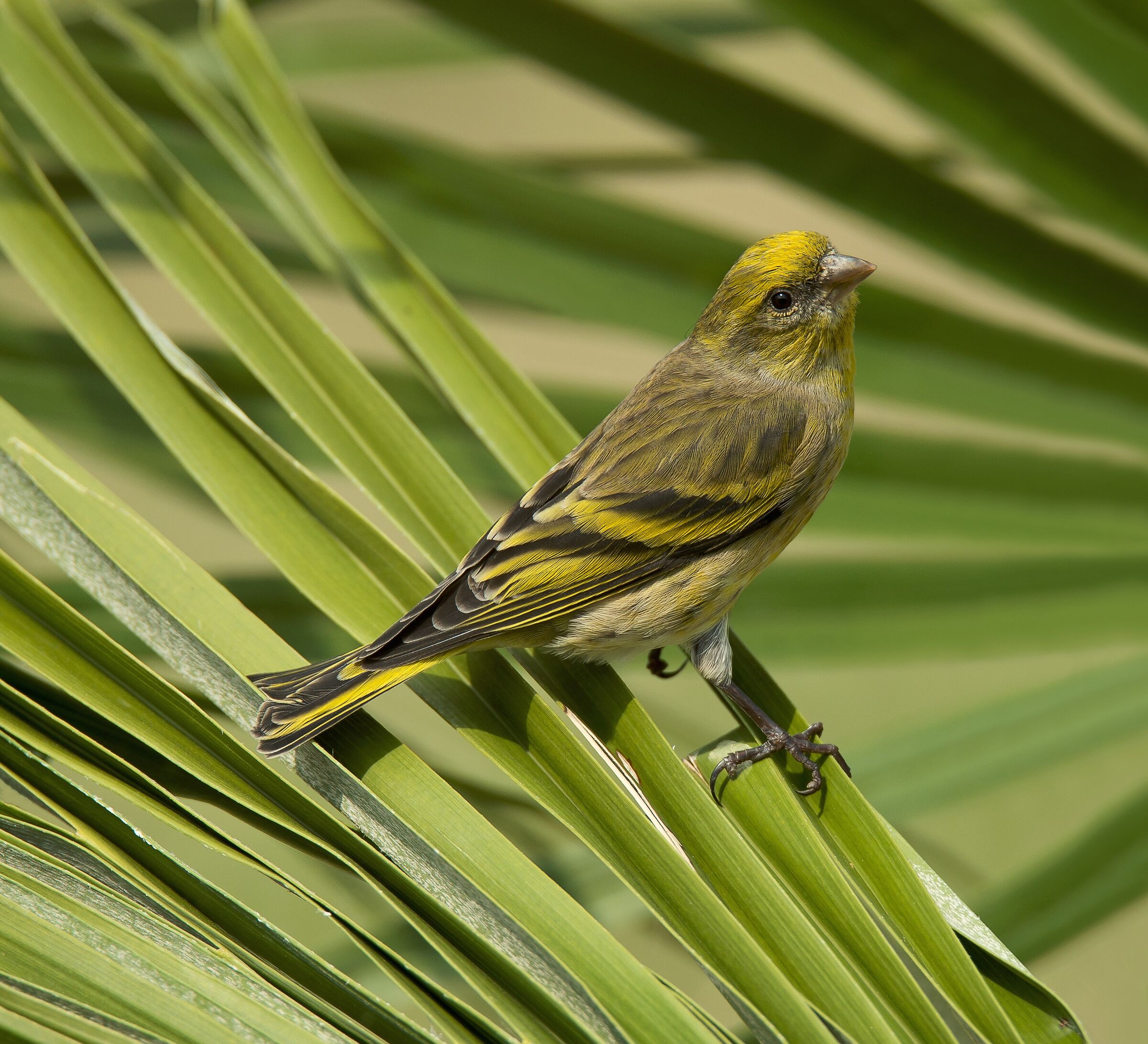 Yellowfront Canary (Serinus flavivertex)female