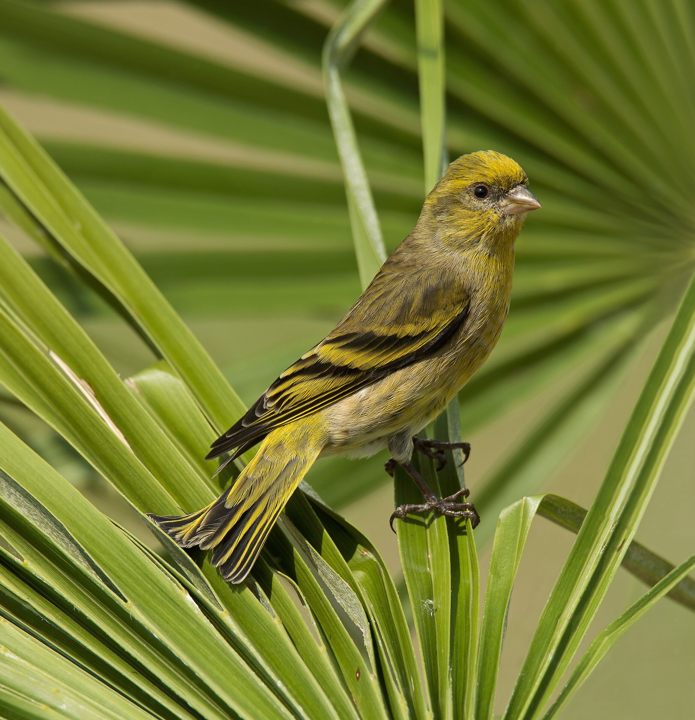 Yellowfront Canary (Serinus flavivertex)female
