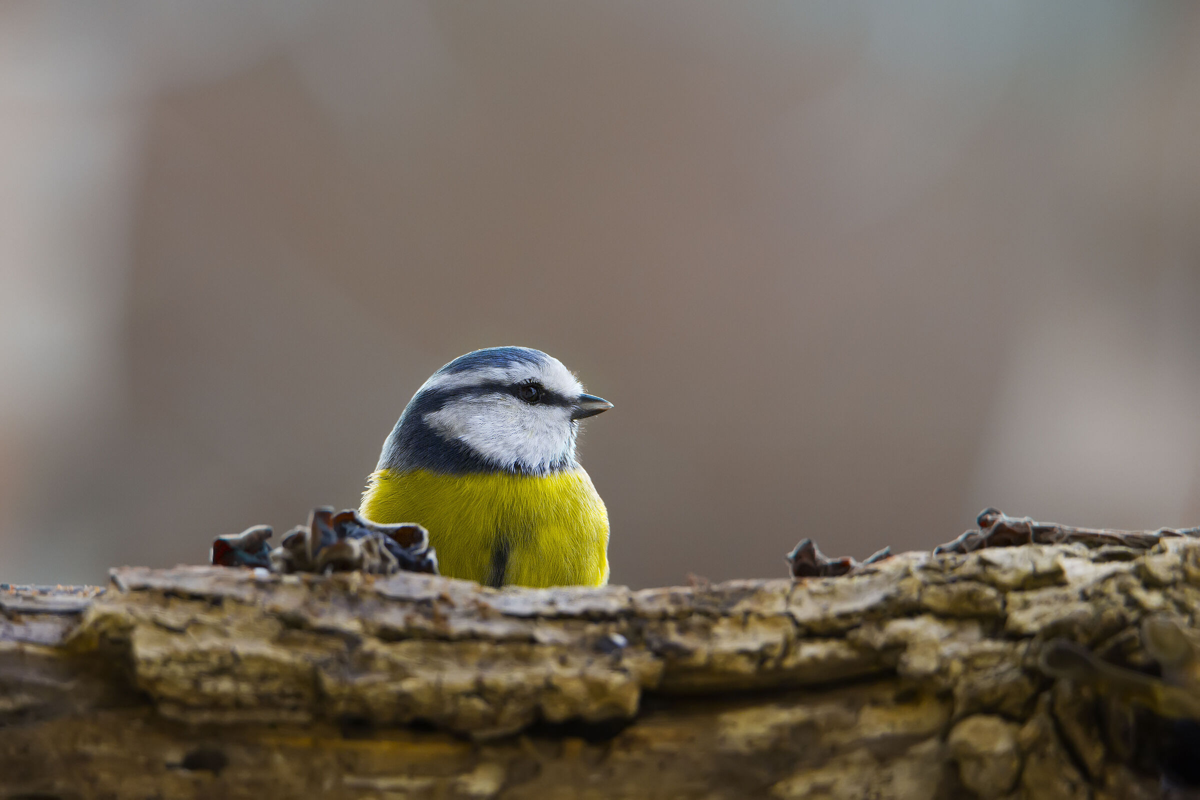 Cinciarella confidente