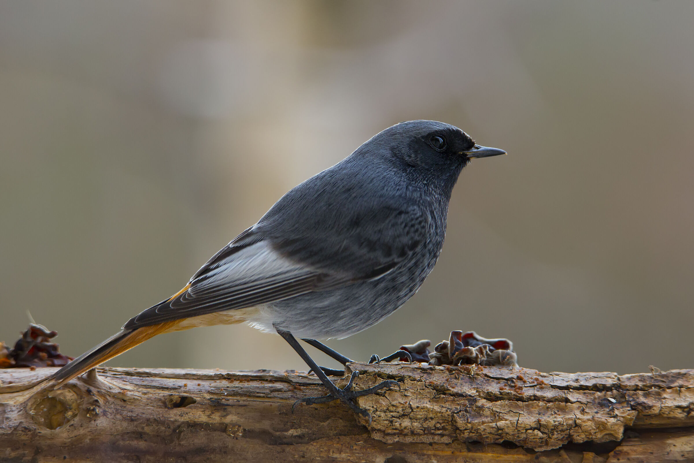 Can caminin Spazza camin...