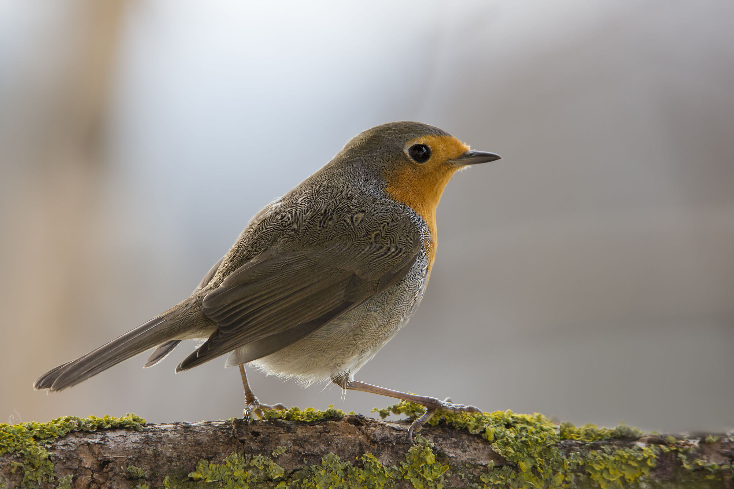 Il suo profilo migliore