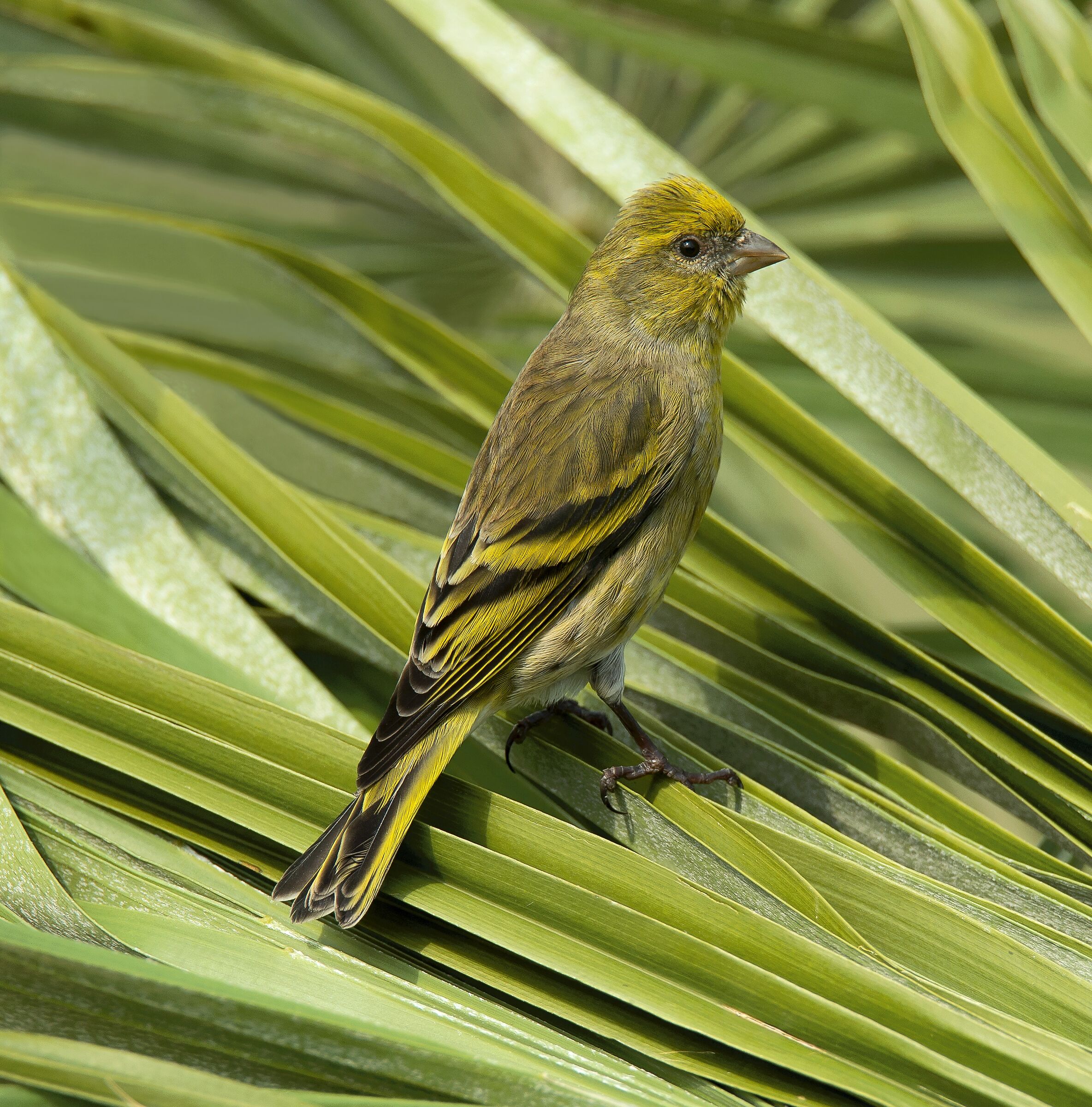 Yellowfront Canary (Serinus flavivertex) female
