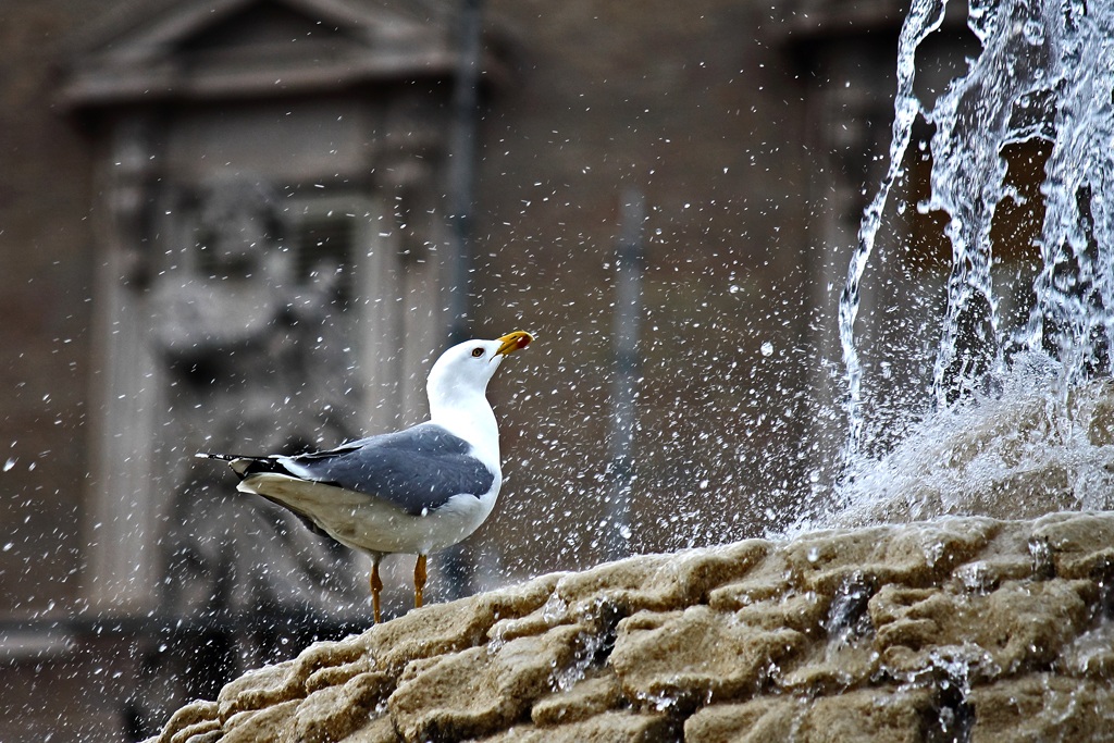 seagull in cool ...