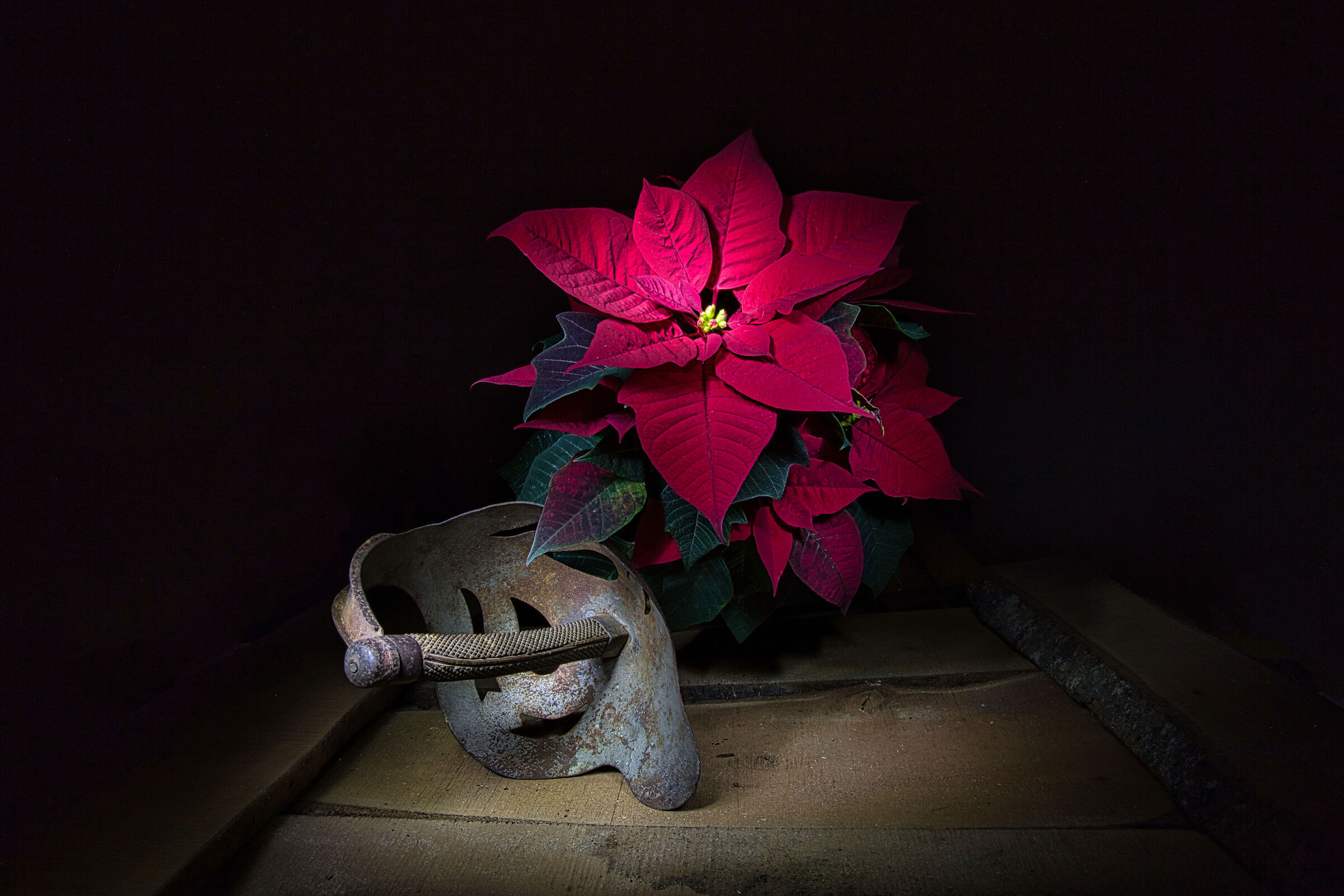 The Flower and the Sword