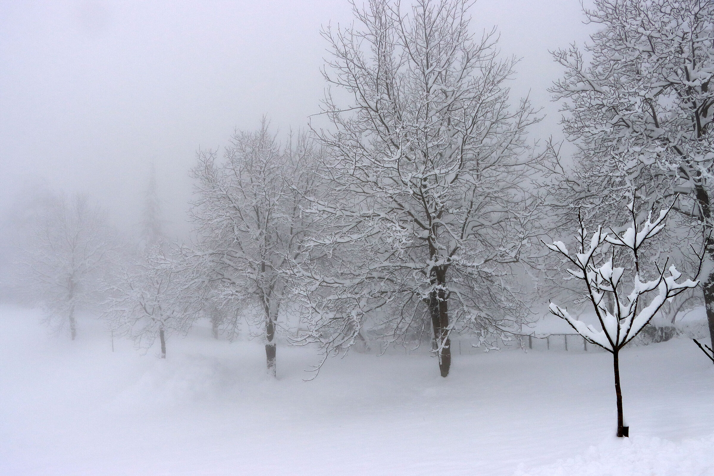 dissolvenze invernali