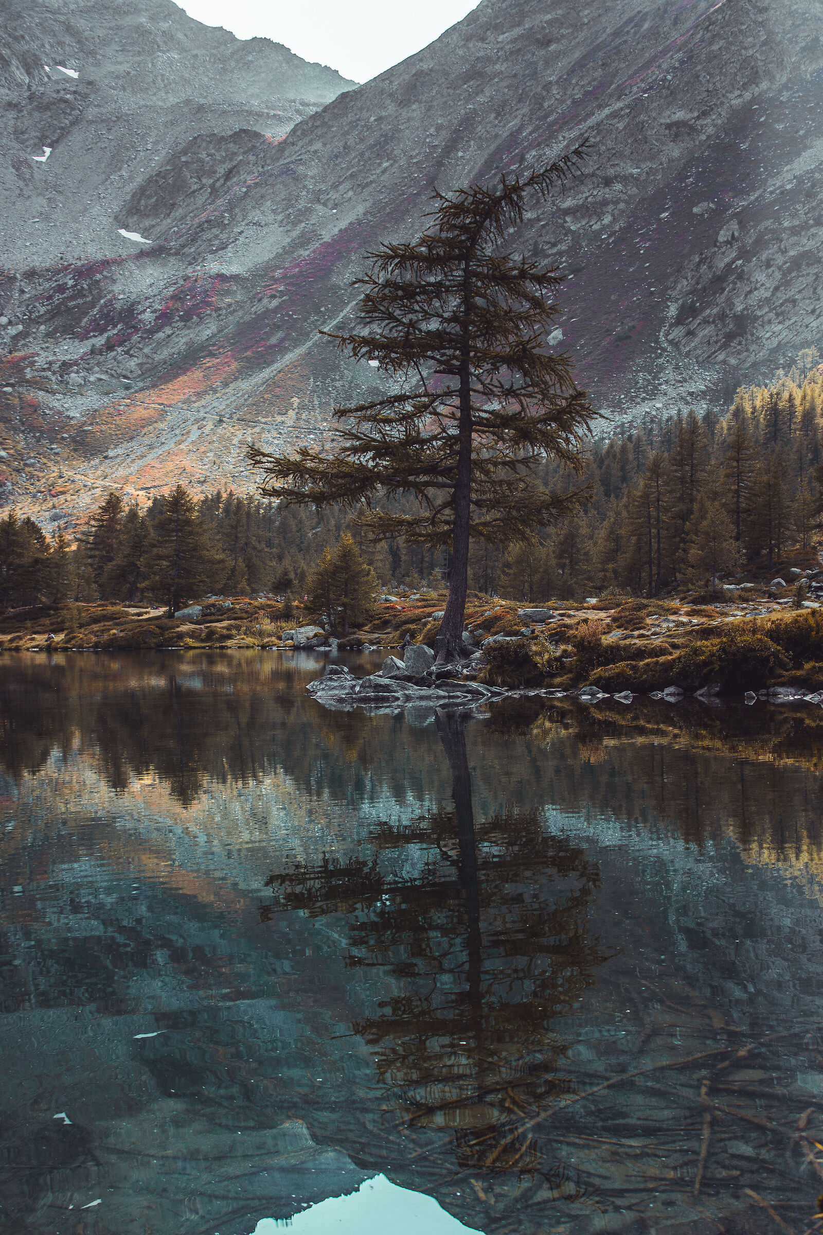 Dimmi lago, chi è l'albero più bello del r...