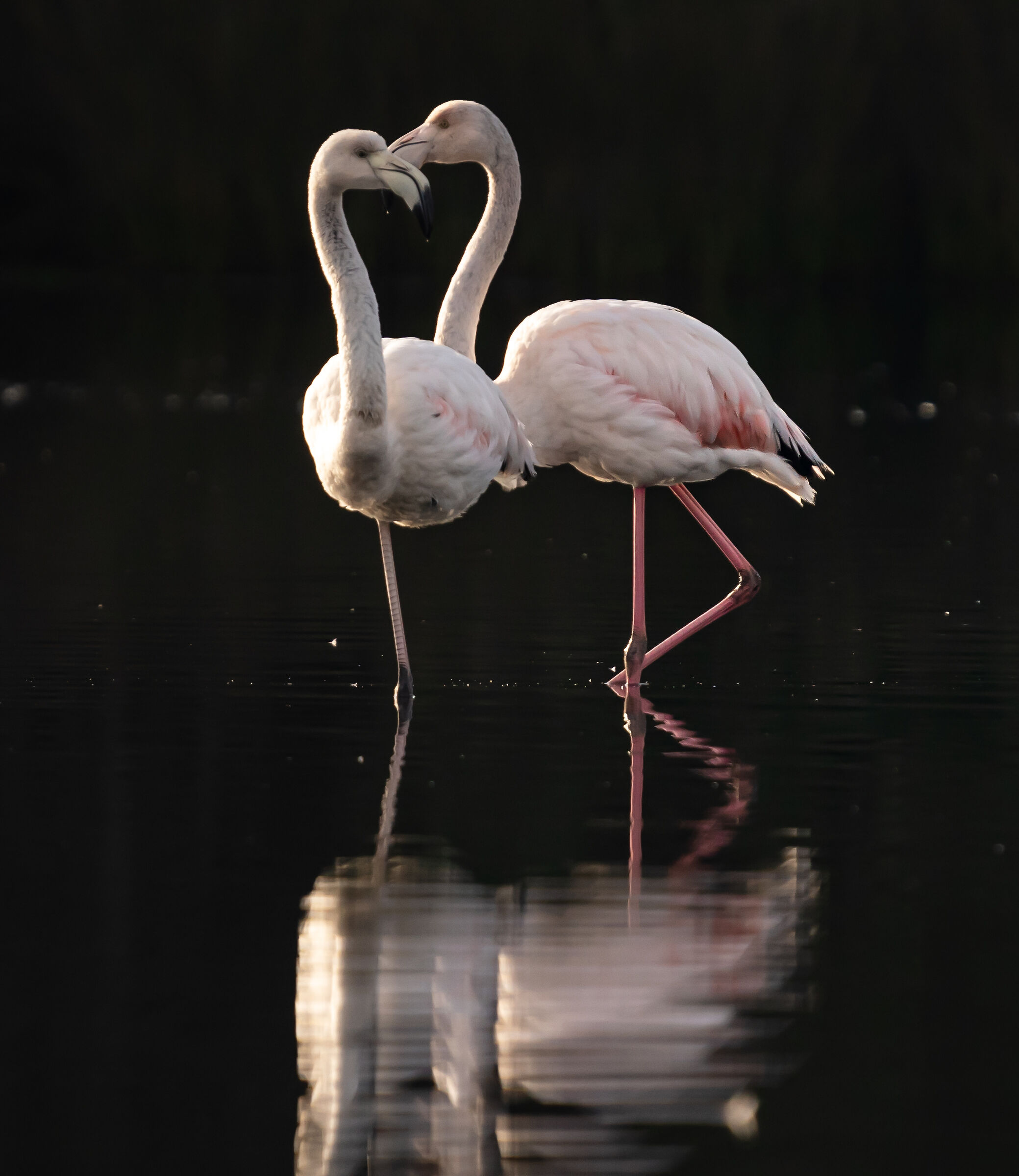 Pink Flamingos - Olbia - Pond - Sardinia