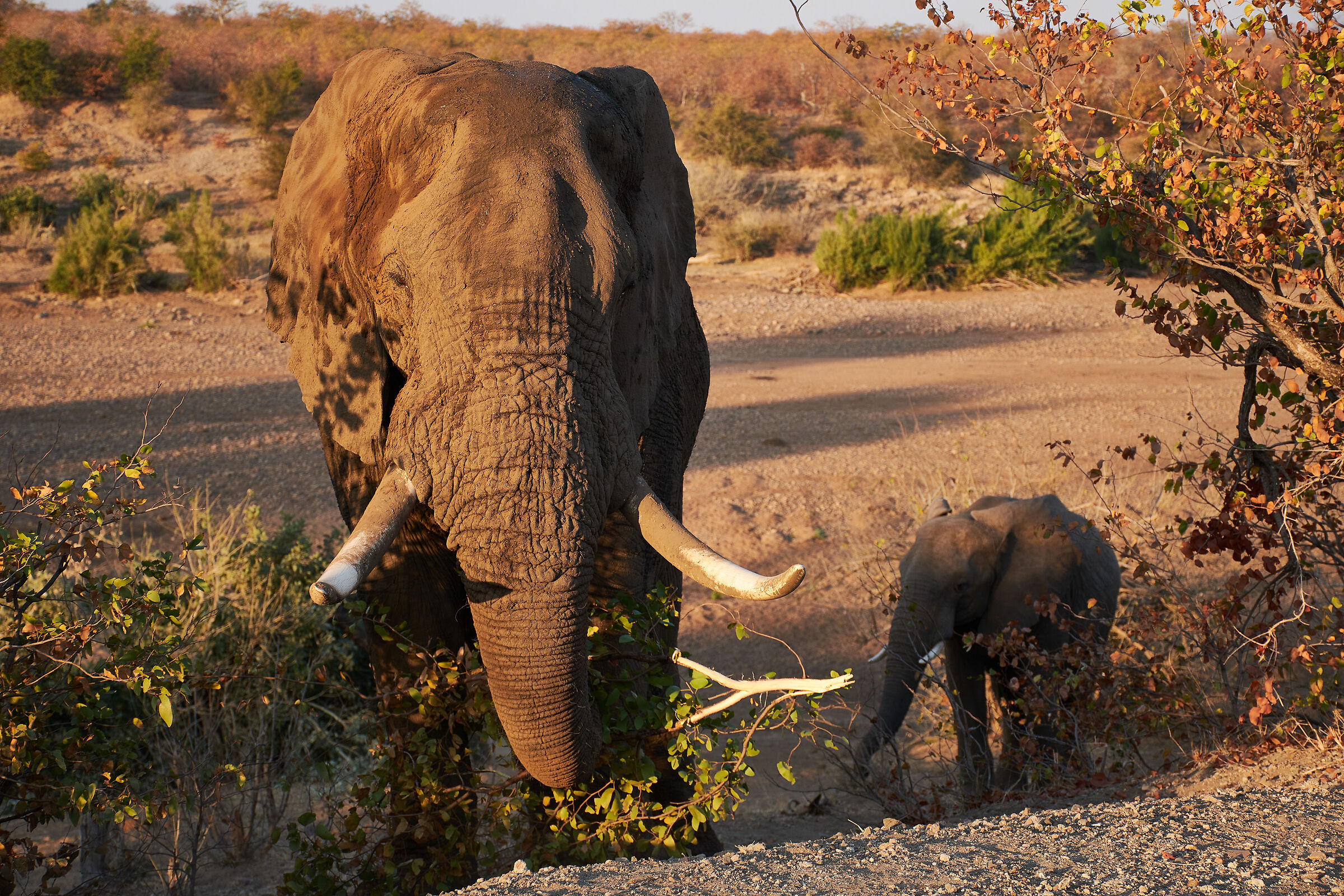 Scansati, we are passing