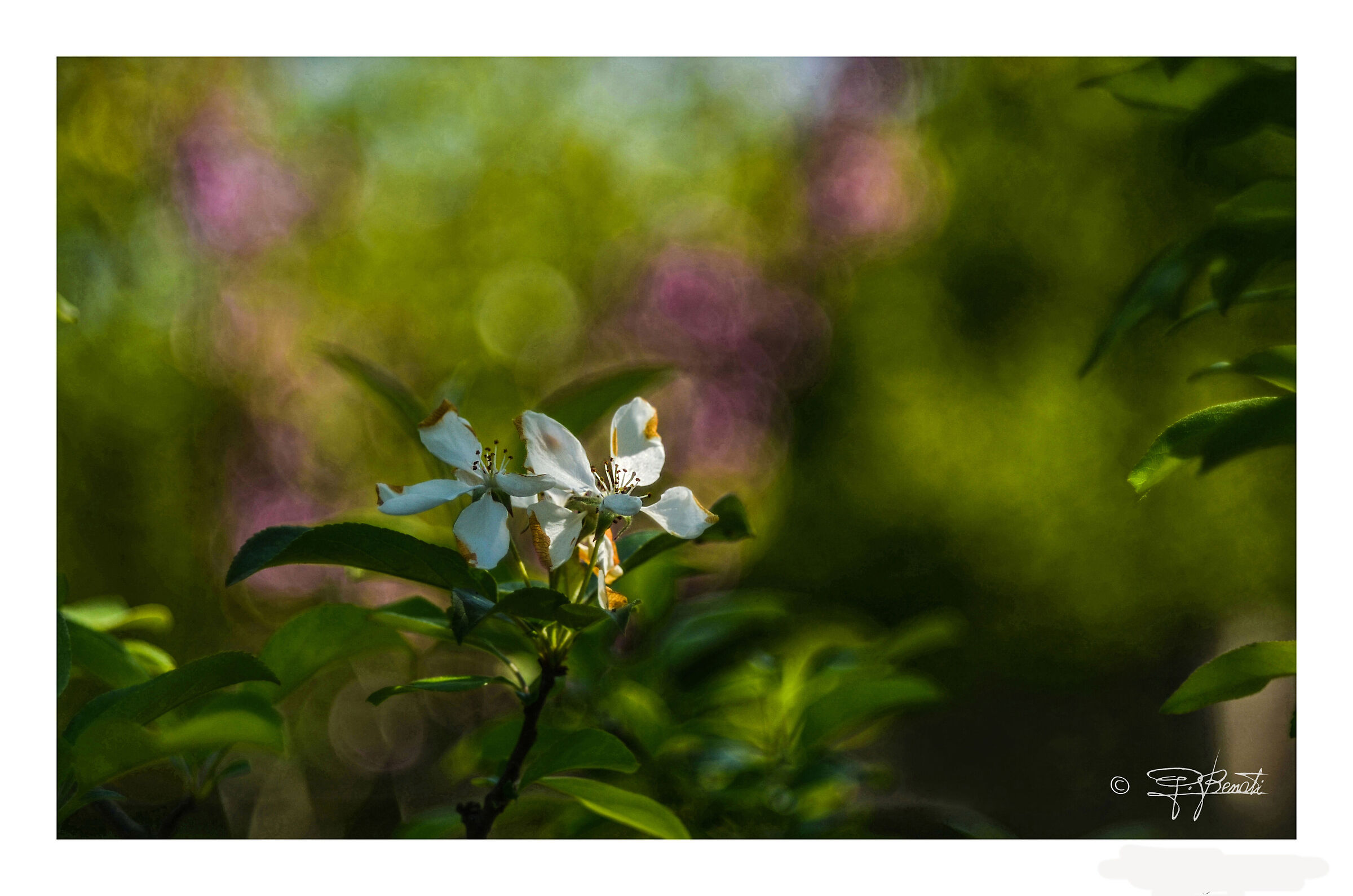 Fruit flower