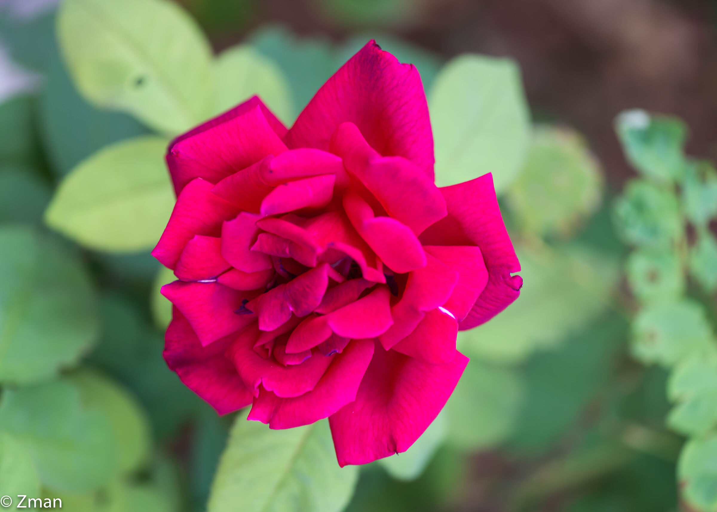 Una rosa rosa