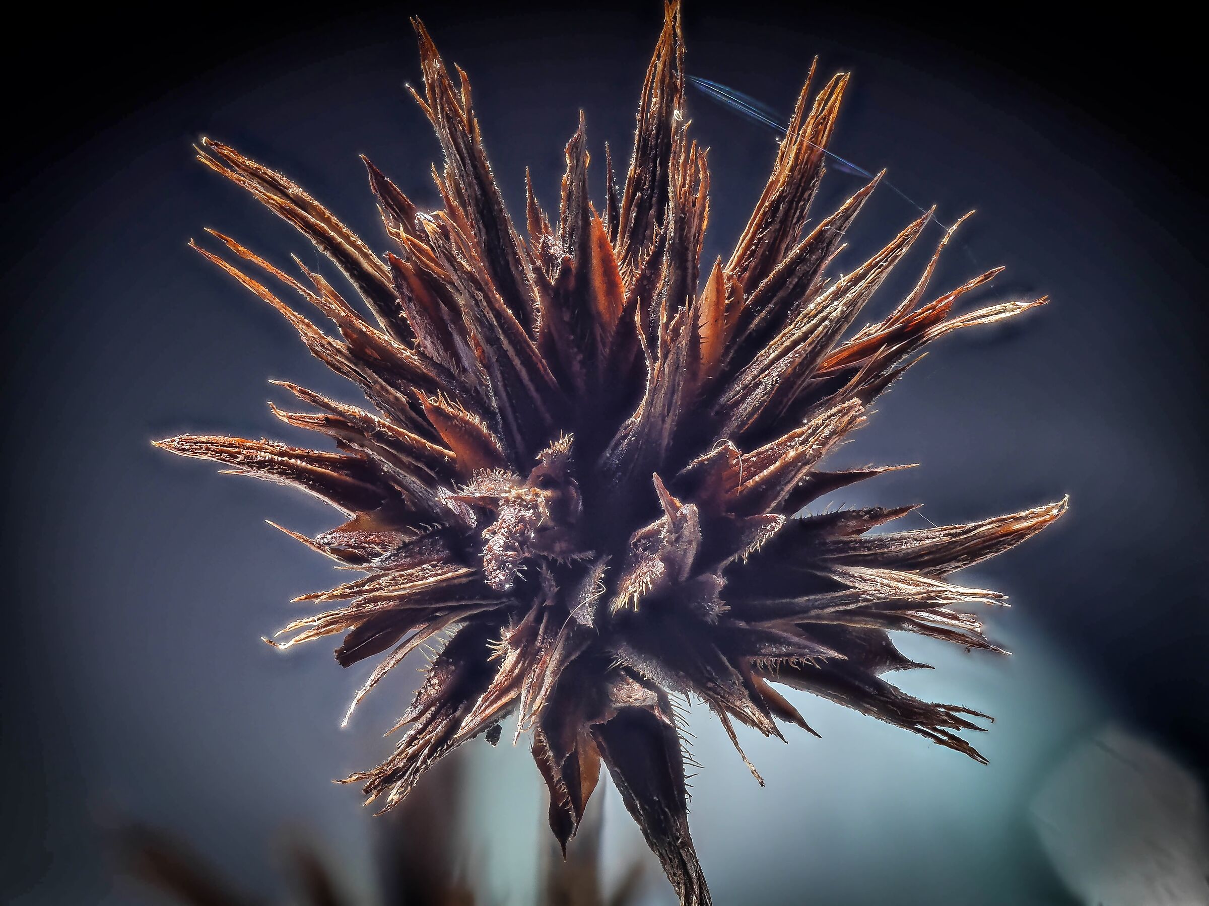 stressed by the lockdown