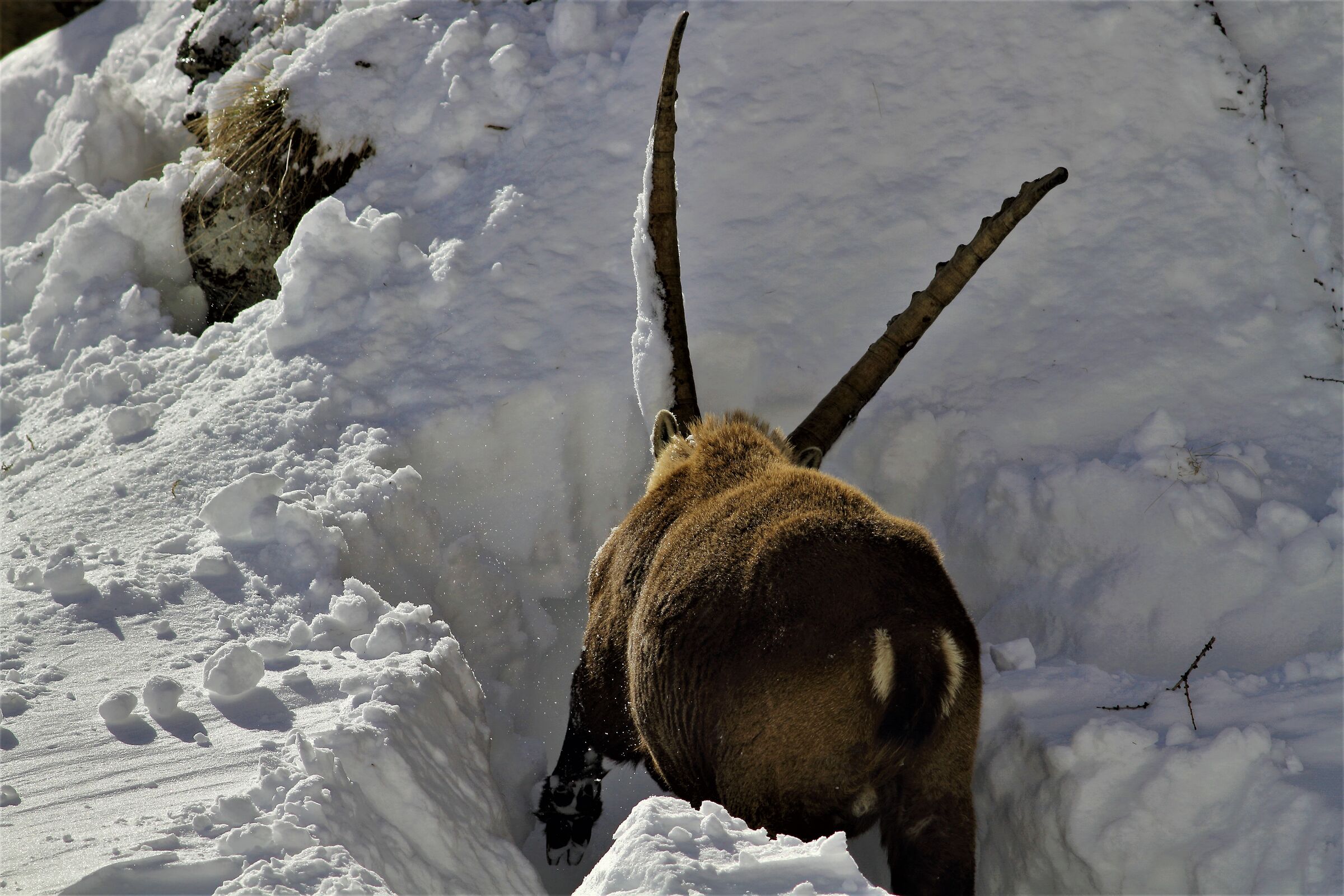 how hard it is to find some frozen grass