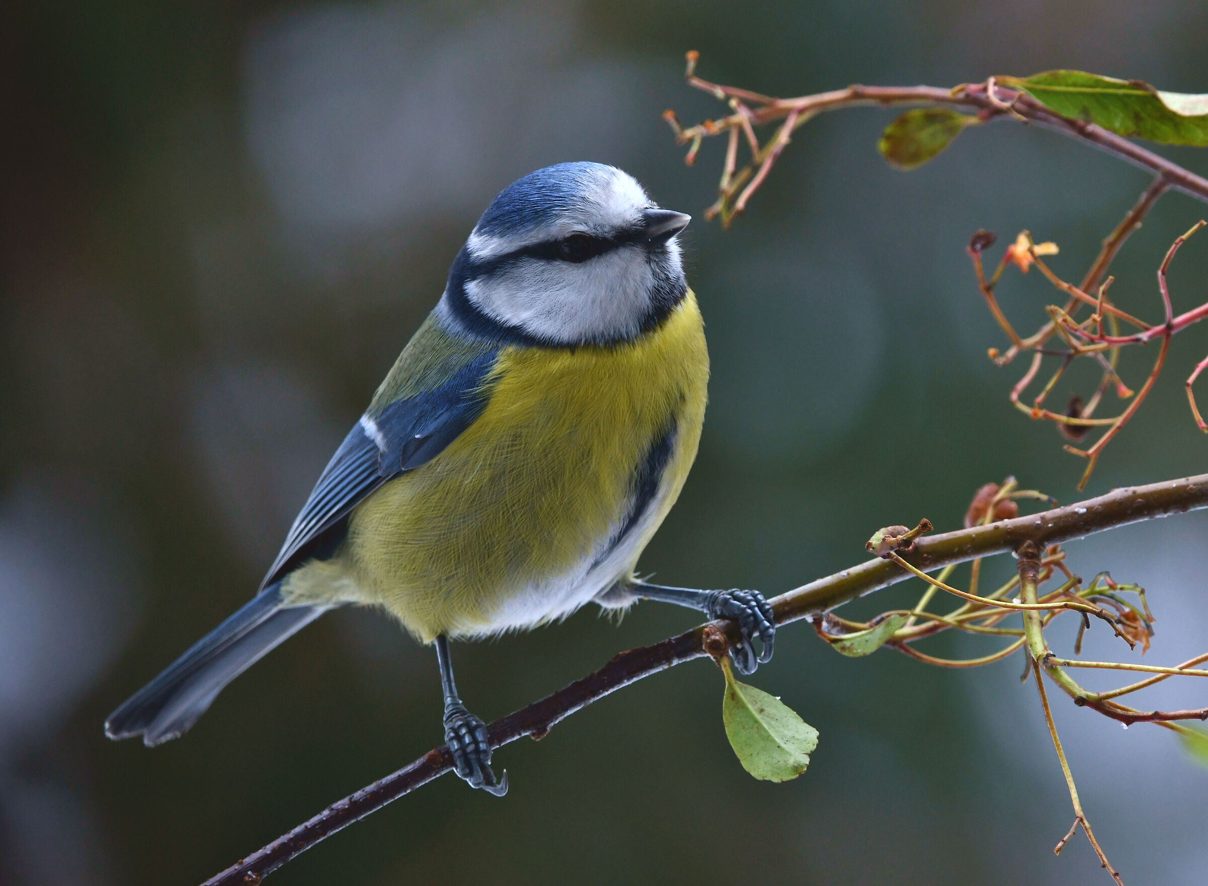 Tentazione di mangiatoia