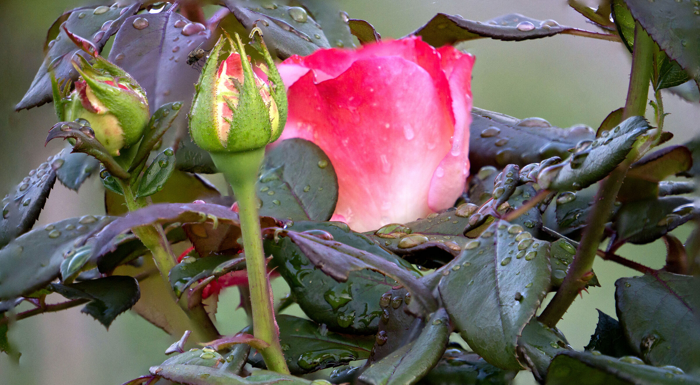 Prova di "Focus Staking"