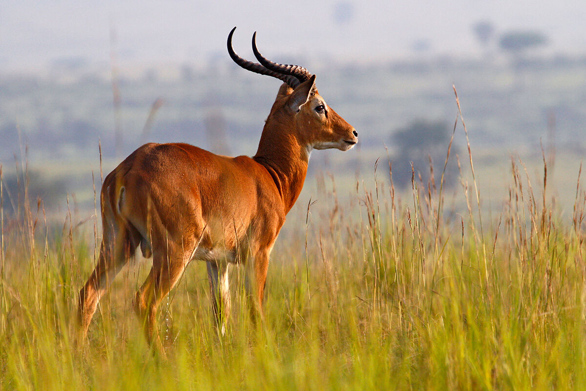 Cobo at Murchison National Park
