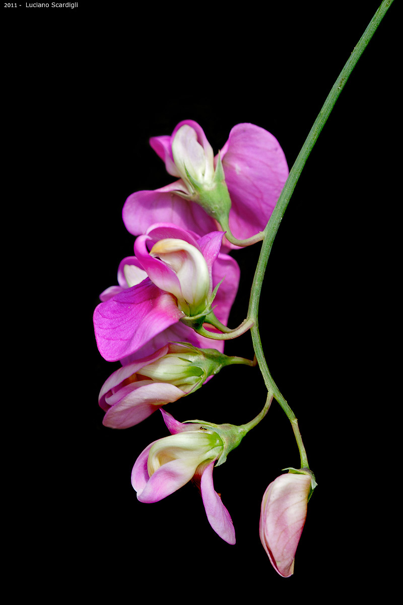 Pisello odoroso,MG_9169