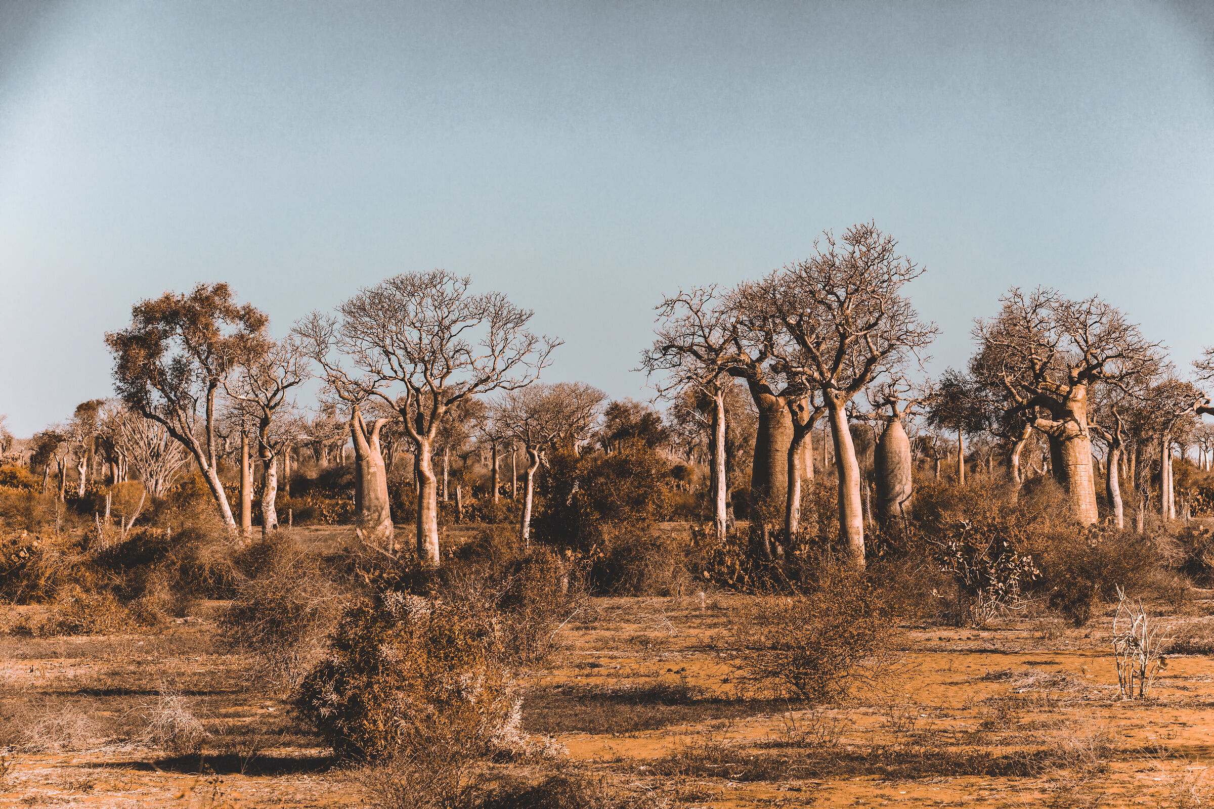 ifaty baobab tree reserve