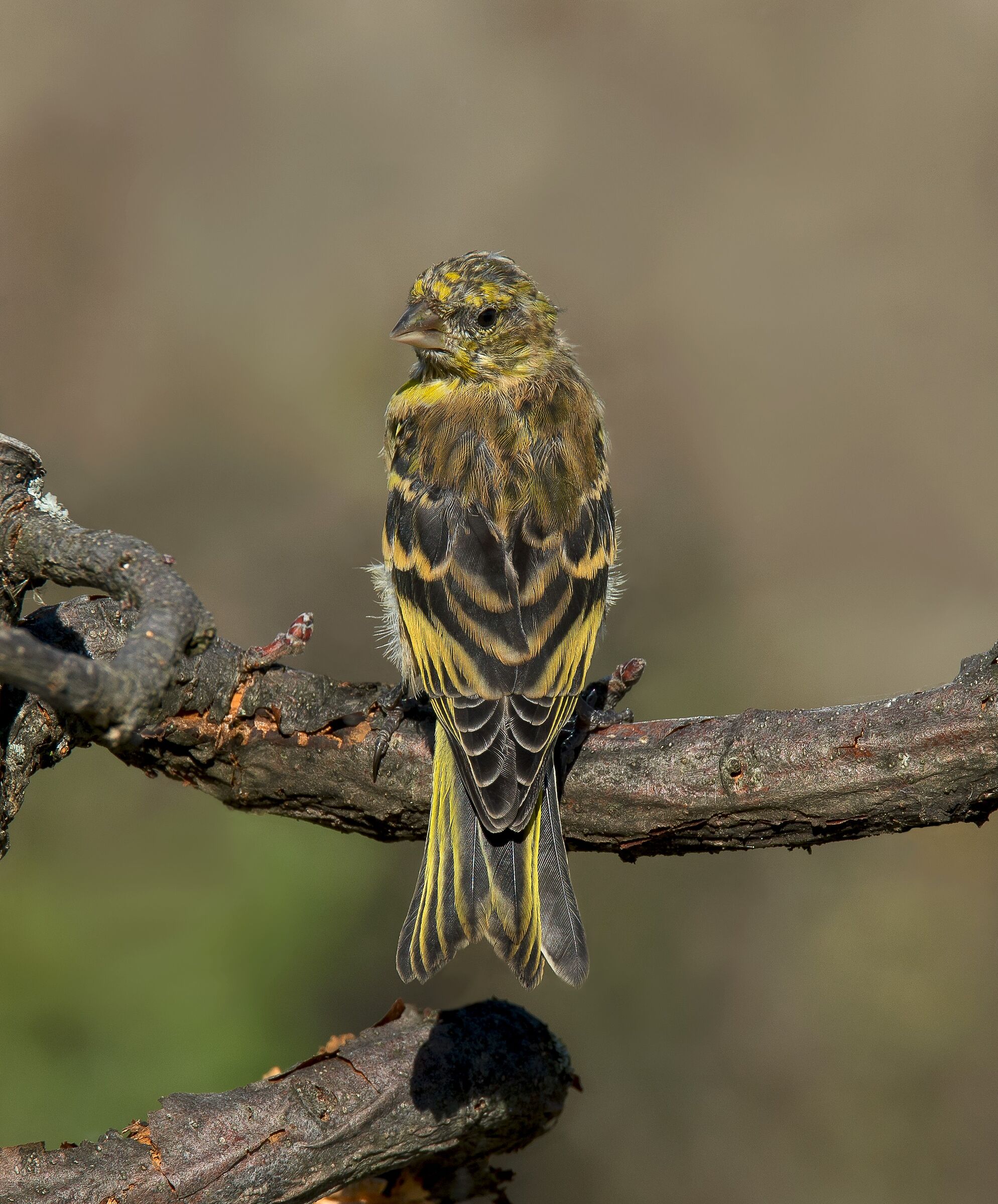 Canarino Frontegialla (Serinus flavivertex) immature