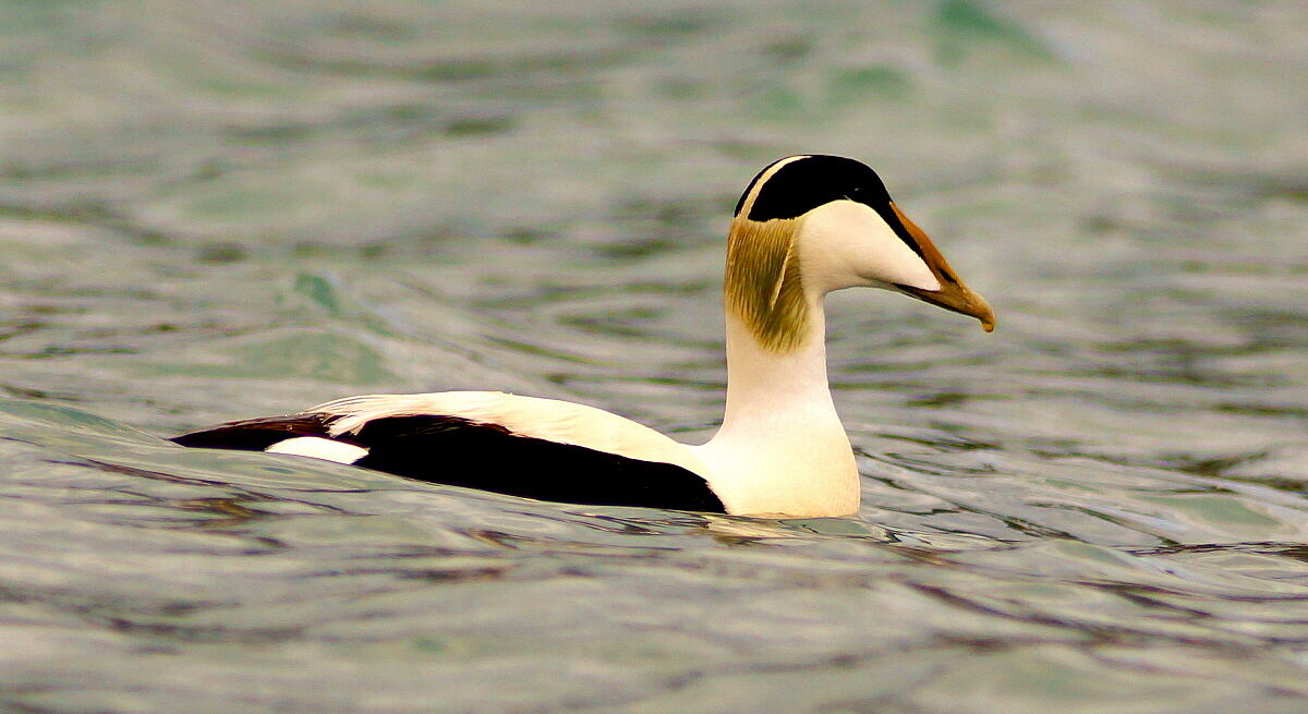 Un'incontro poco comune