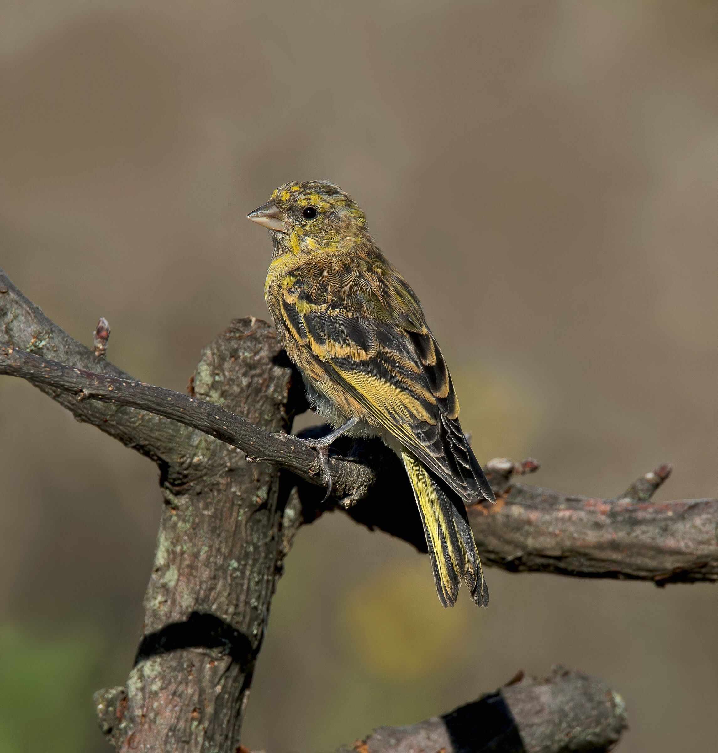 Canarino Frontegialla (Serinus flavivertex) immature