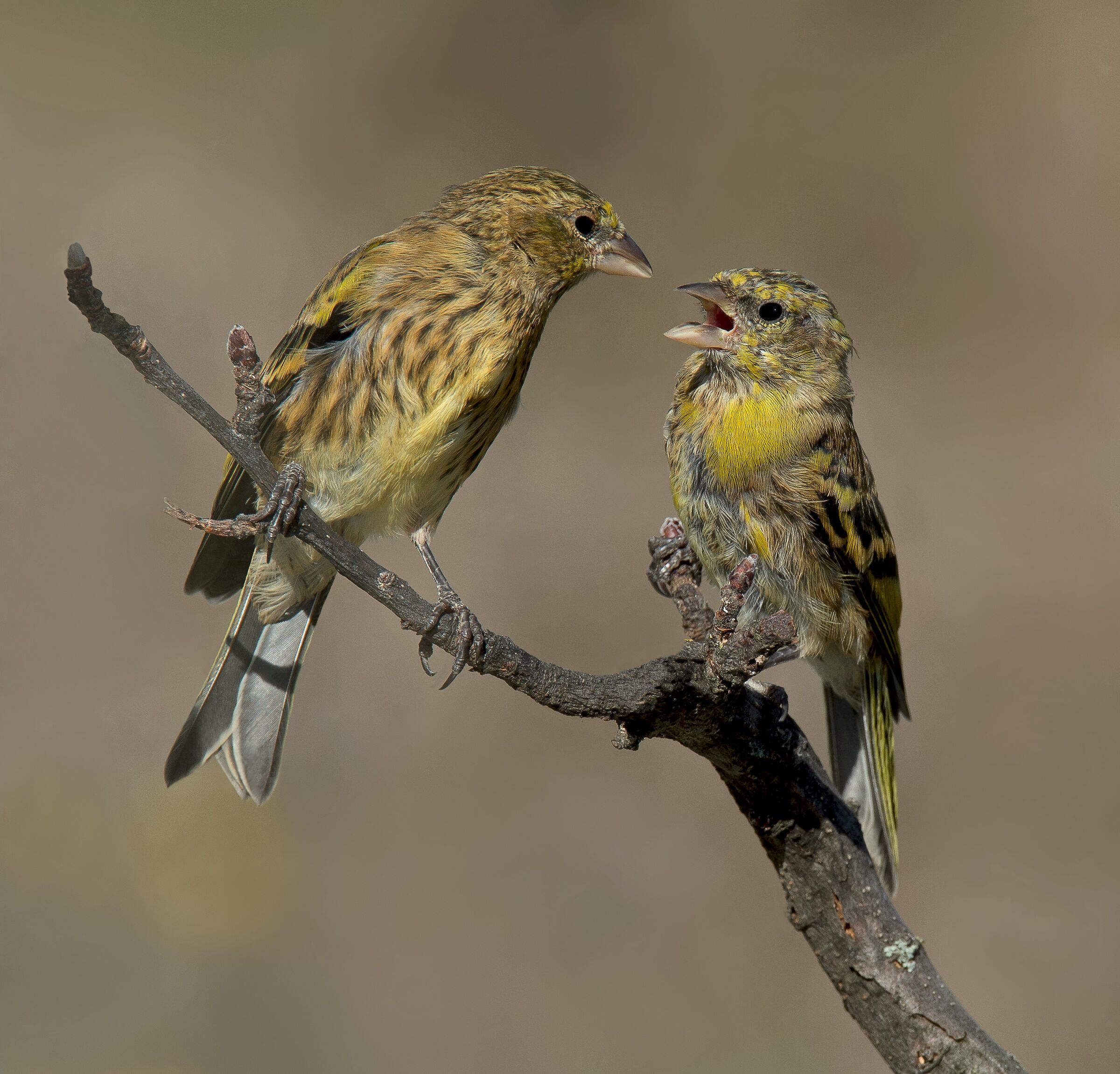 Canarino Frontegialla (Serinus flavivertex) immature
