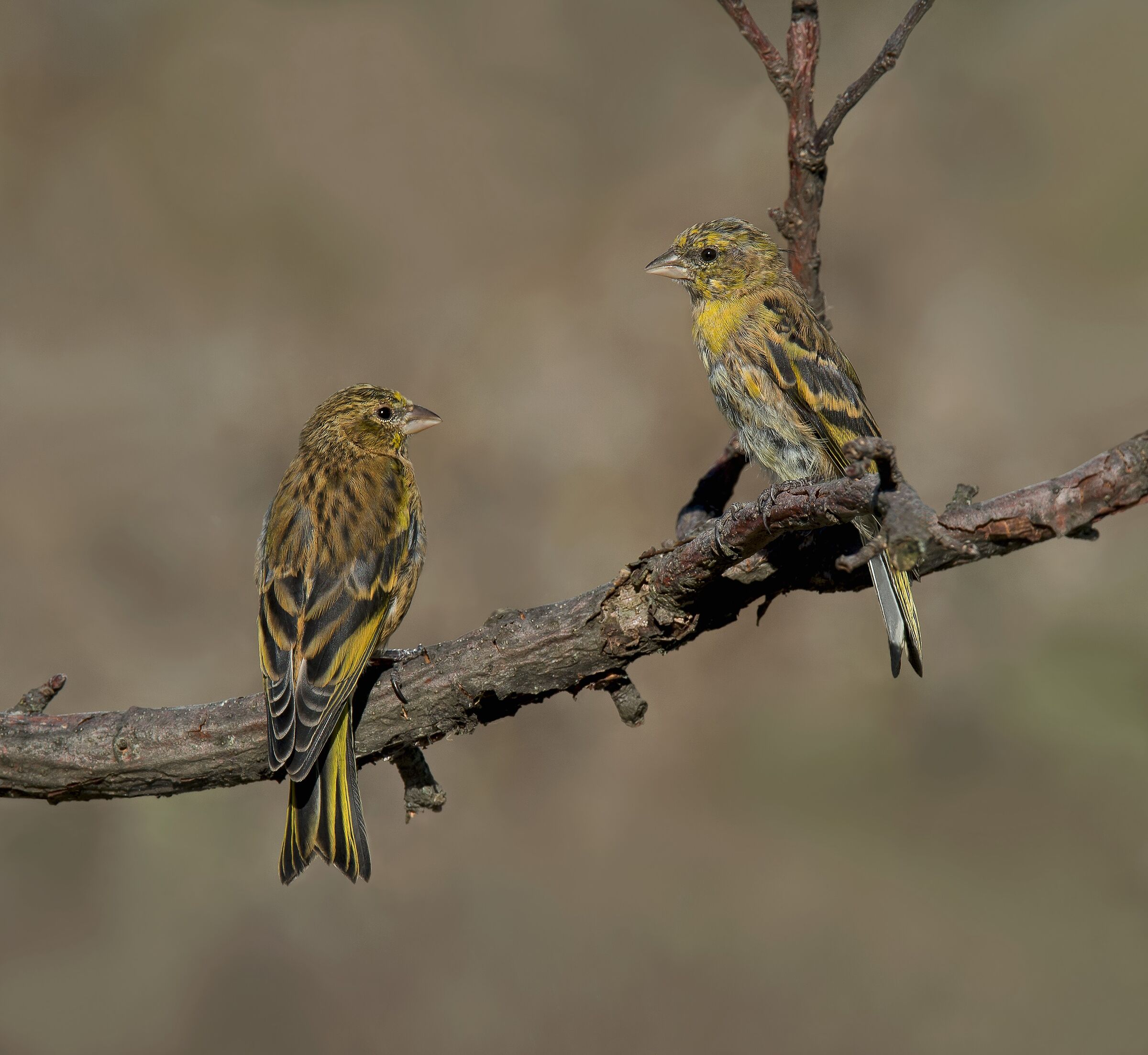 Canarino Frontegialla (Serinus flavivertex) immature