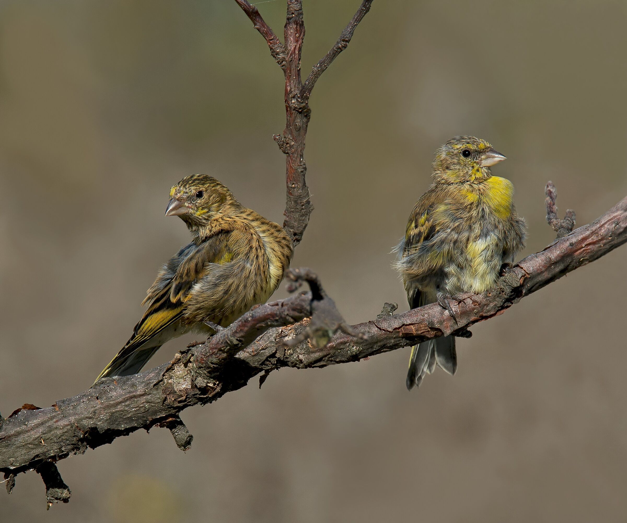 Canarino Frontegialla (Serinus flavivertex) immature