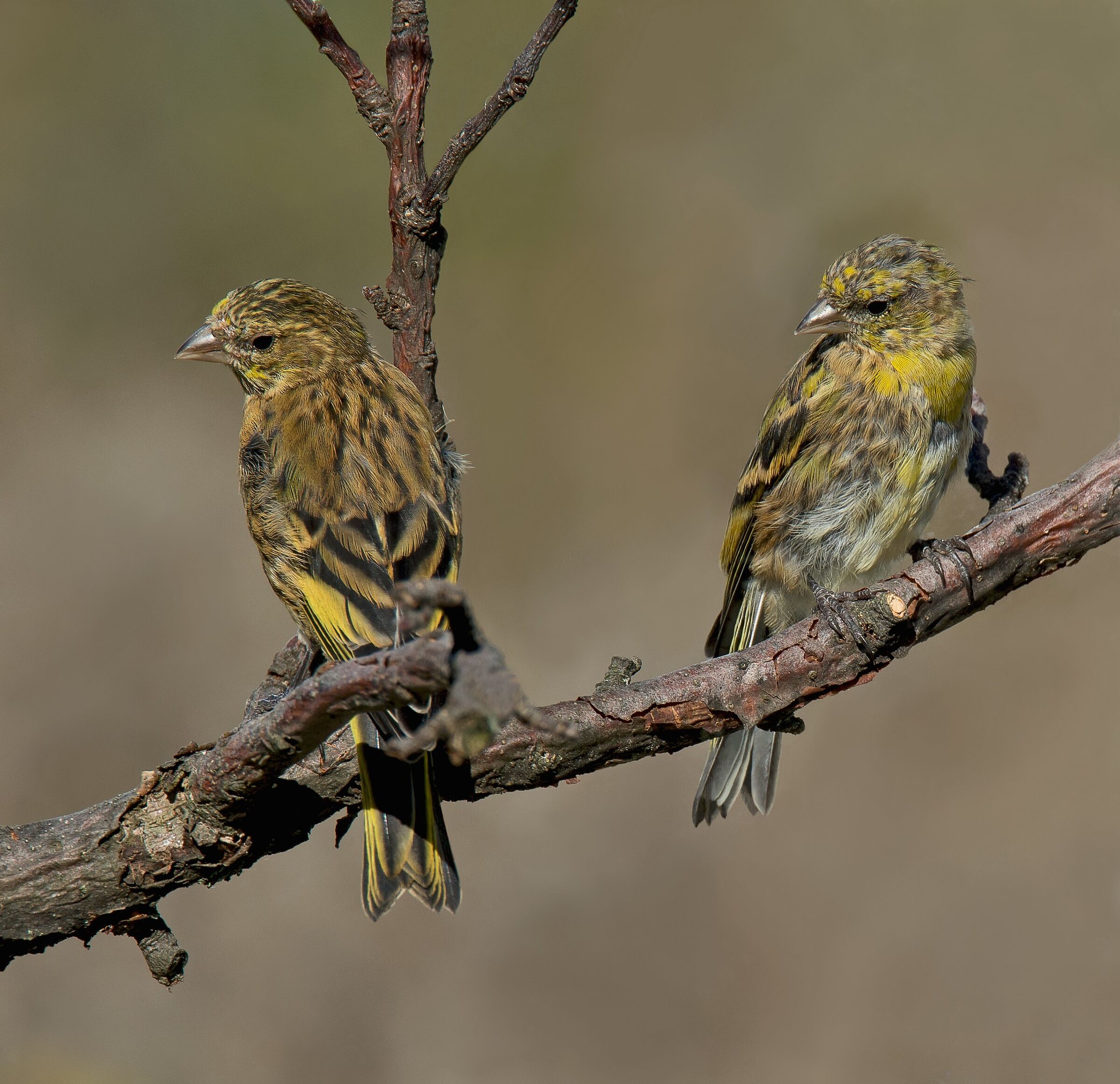 Canarino Frontegialla (Serinus flavivertex) immature
