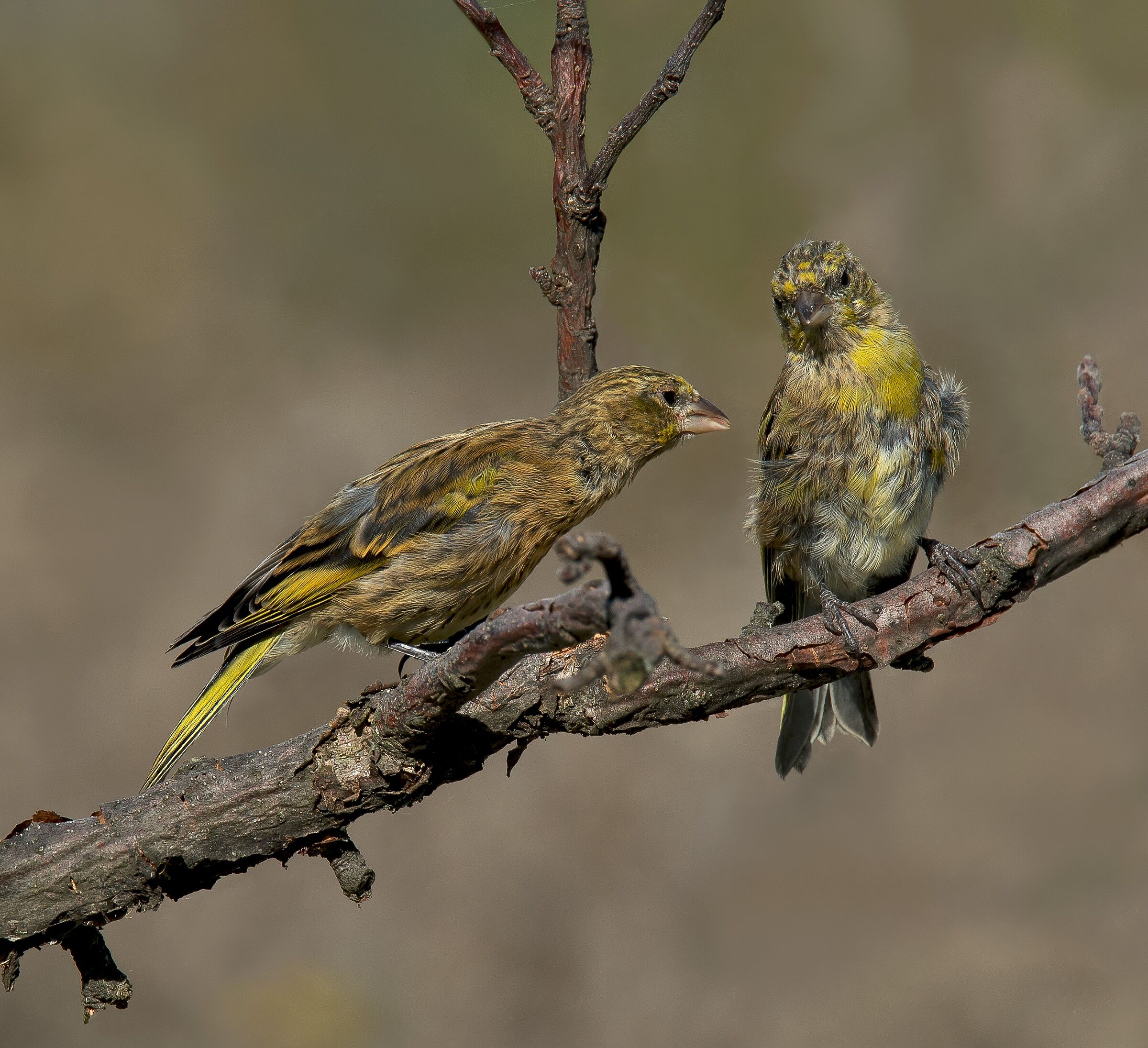 Canarino Frontegialla (Serinus flavivertex) immature