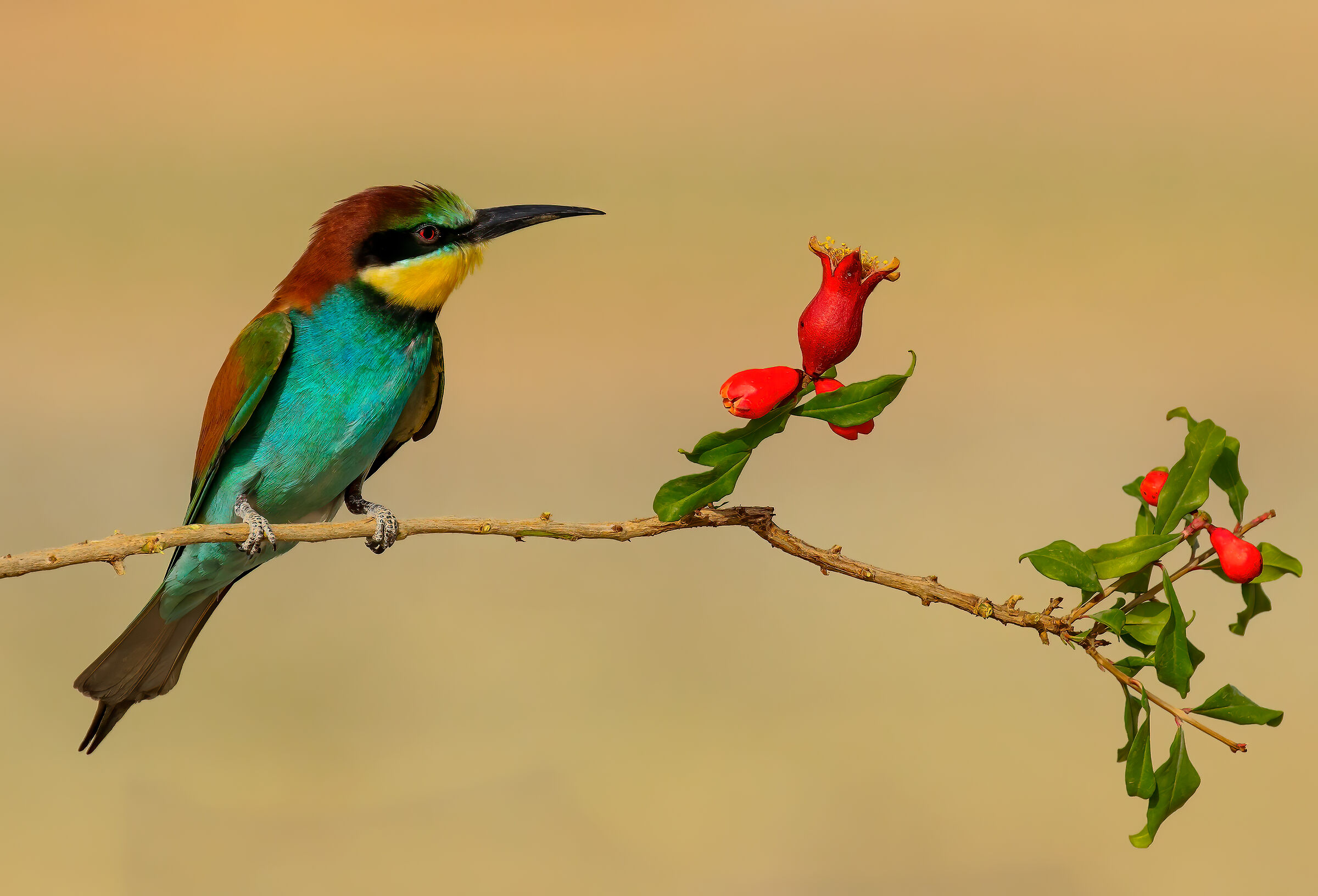 Bee-eater