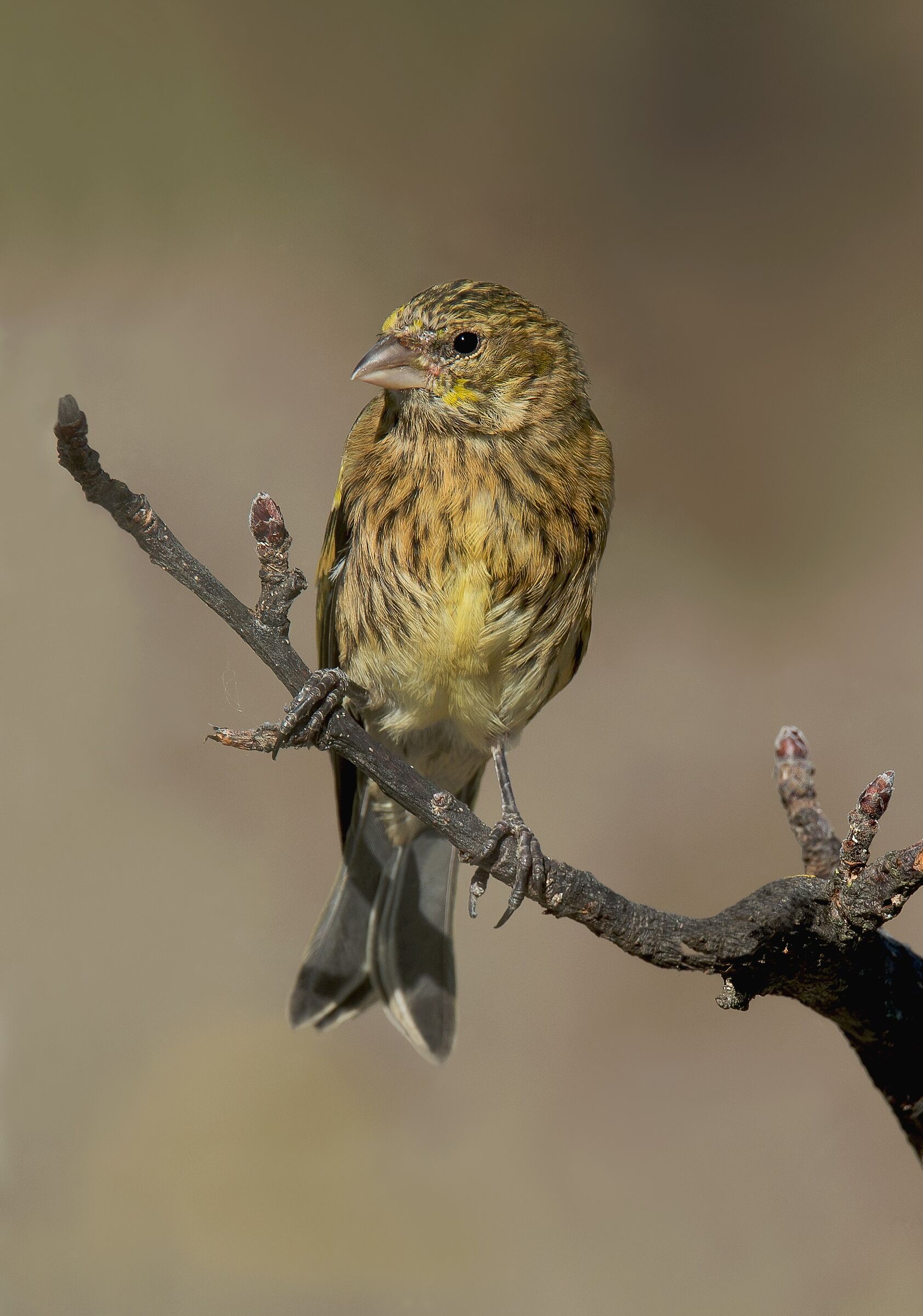 Canarino Frontegialla (Serinus flavivertex) immature