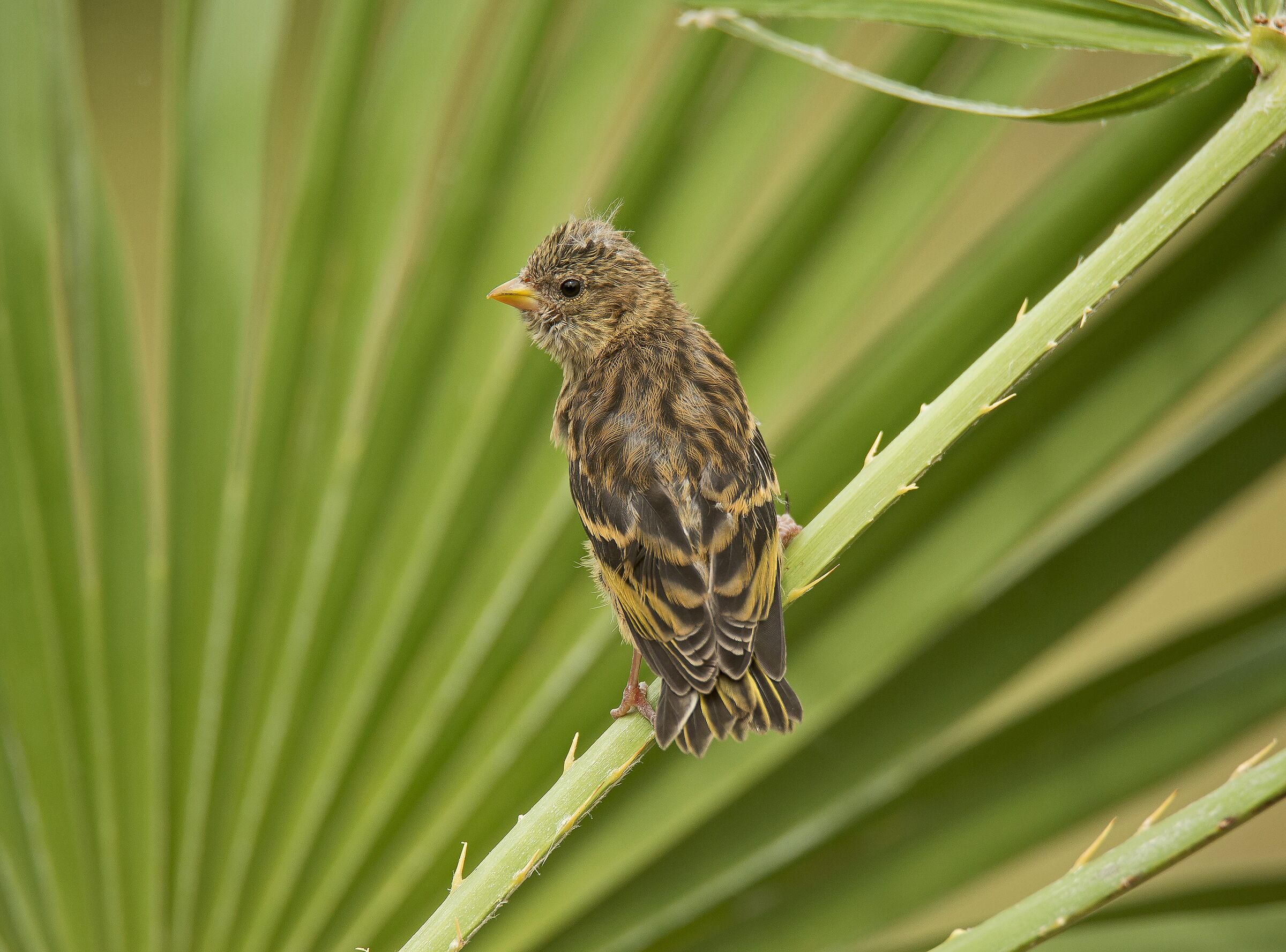 Yellowfront Canary (Serinus flavivertex) pullo