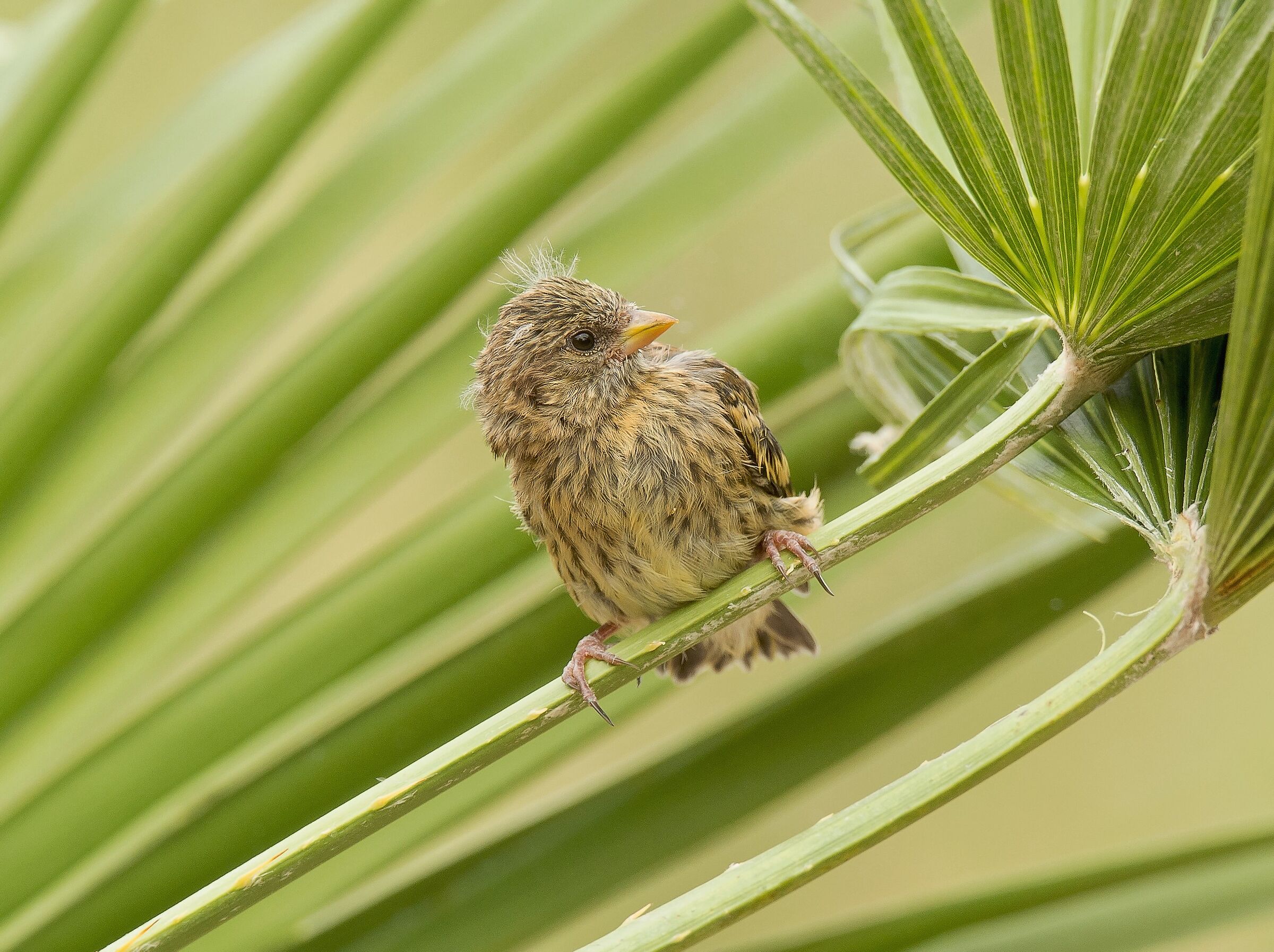 Yellowfront Canary (Serinus flavivertex) pullo