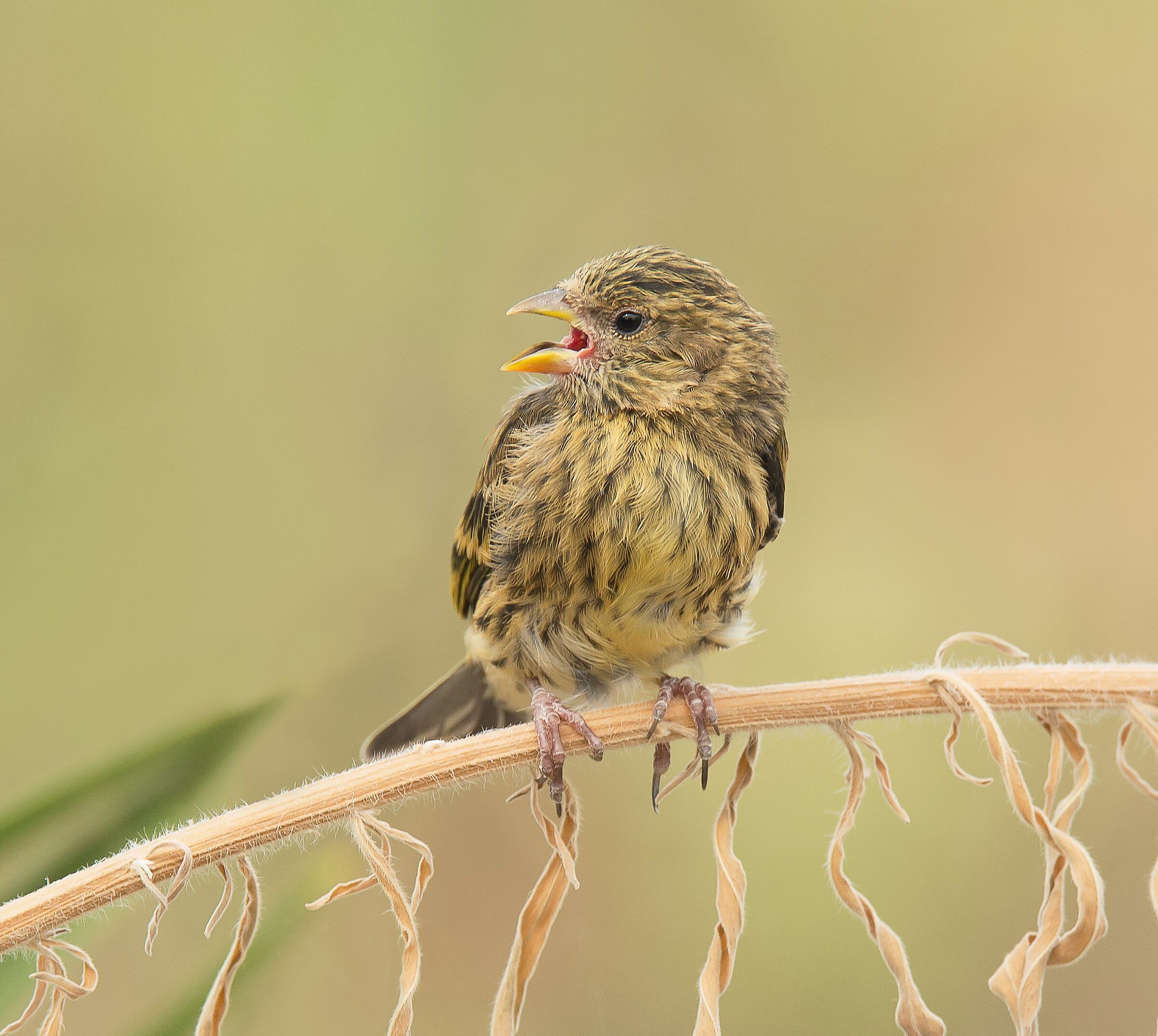 Yellowfront Canary (Serinus flavivertex) pullo