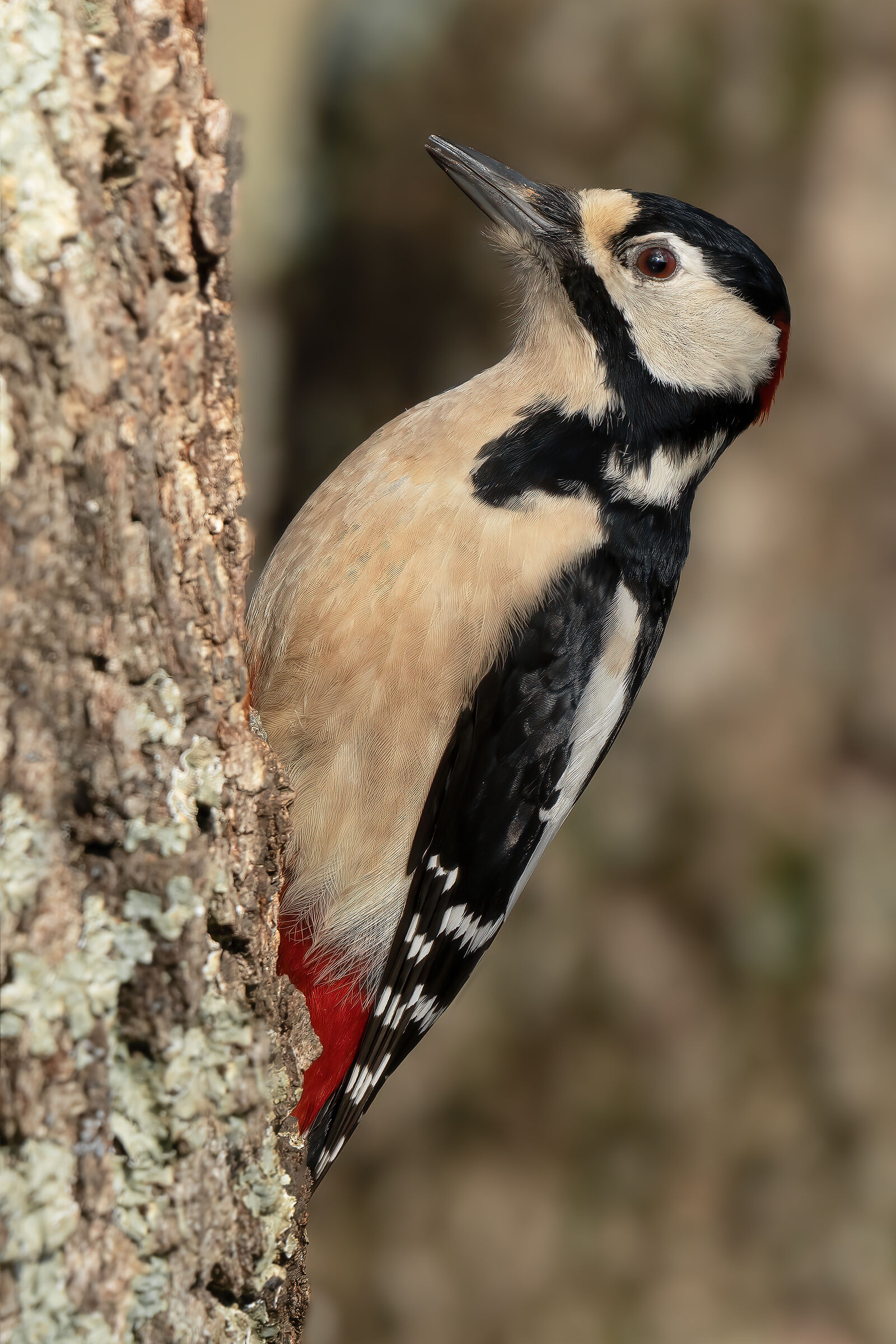 Greater red woodpecker