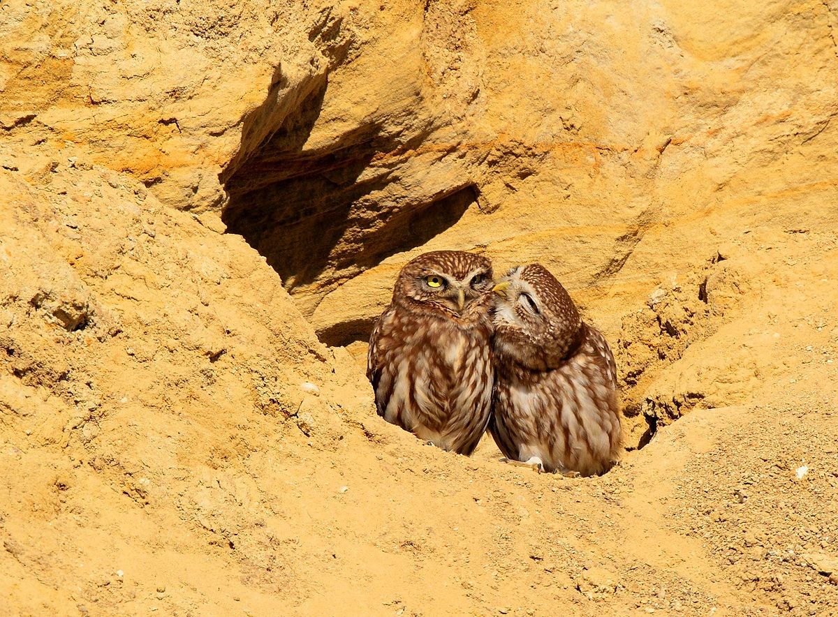 owls in love
