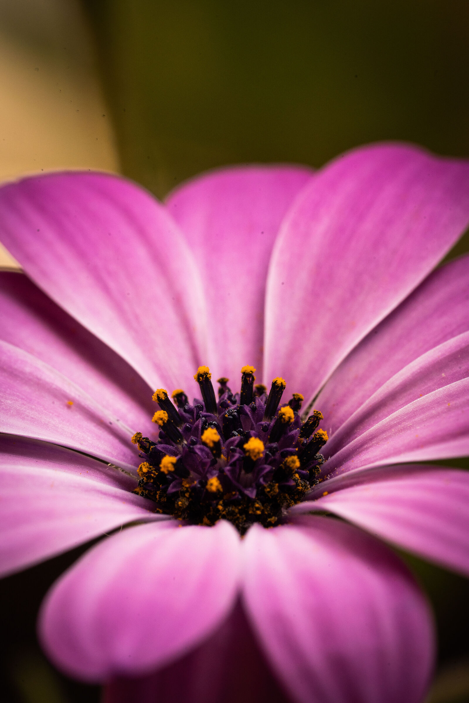 Purple Shades