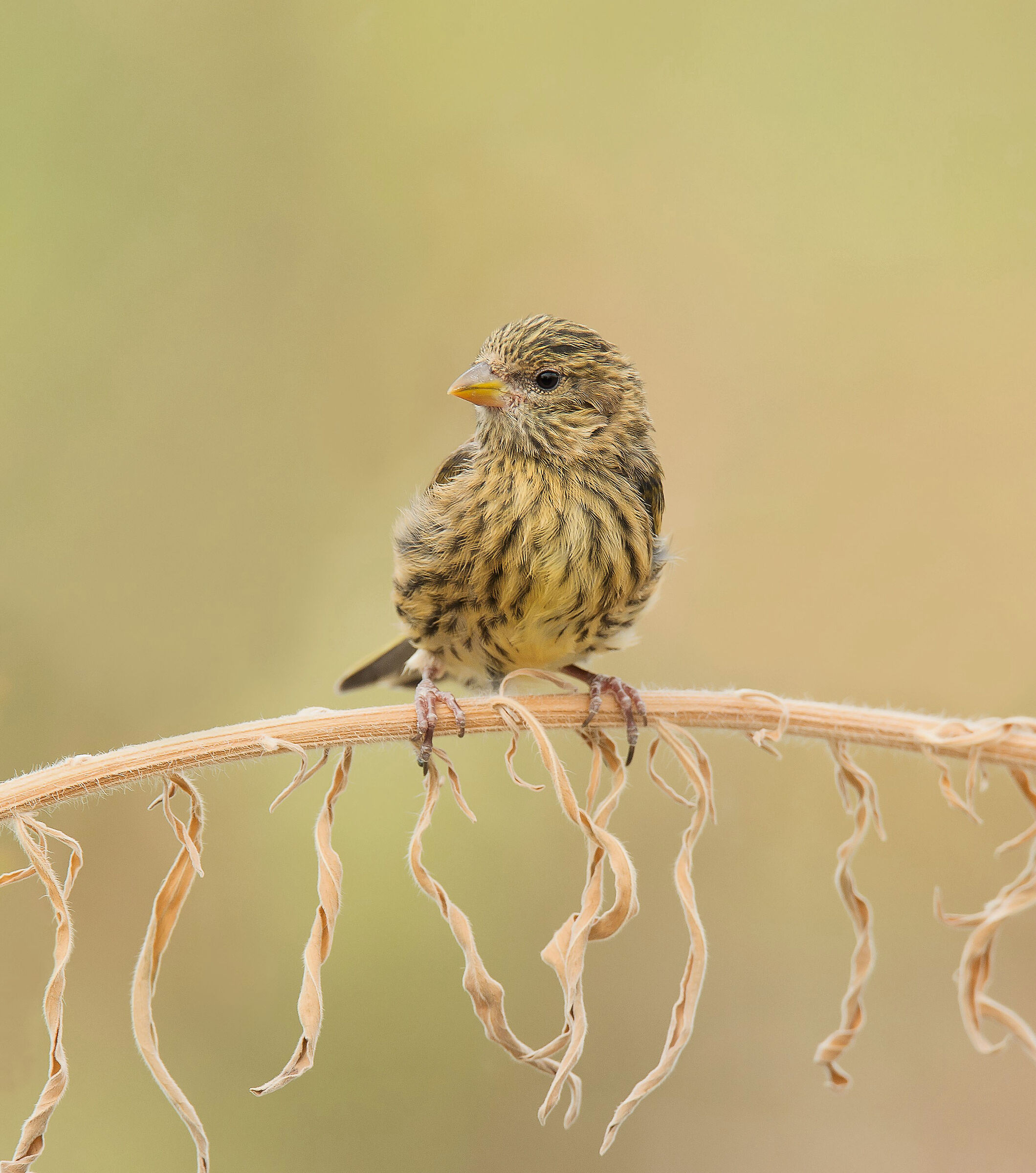 Yellowfront Canary (Serinus flavivertex) pullo